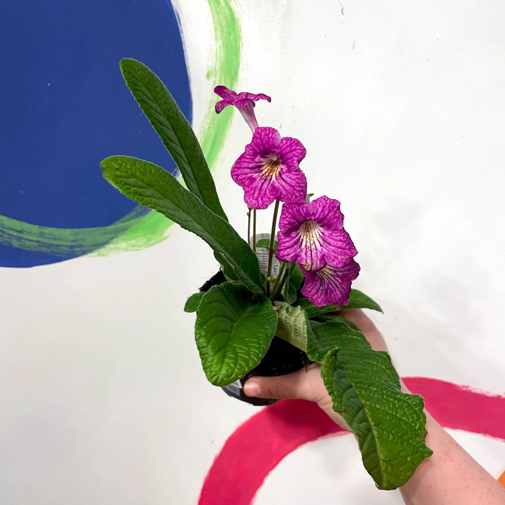 Streptocarpus ionantha 'Harriet' - Welsh Grown - Image 4