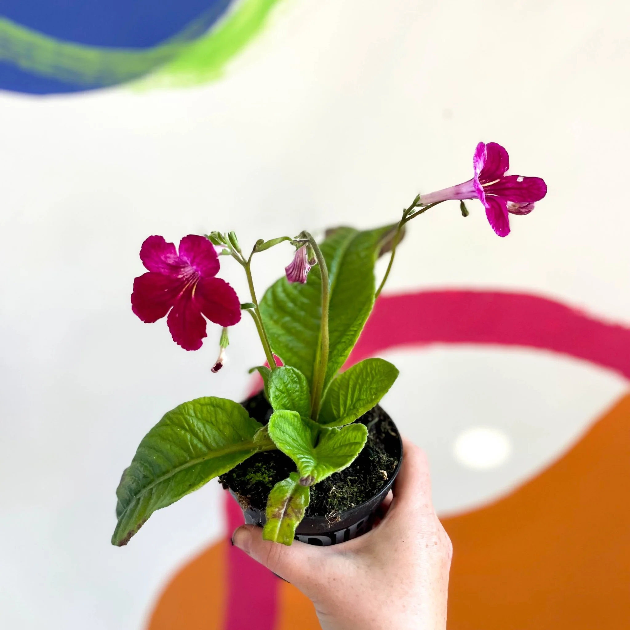 Streptocarpus ionantha 'Hope' - Welsh Grown