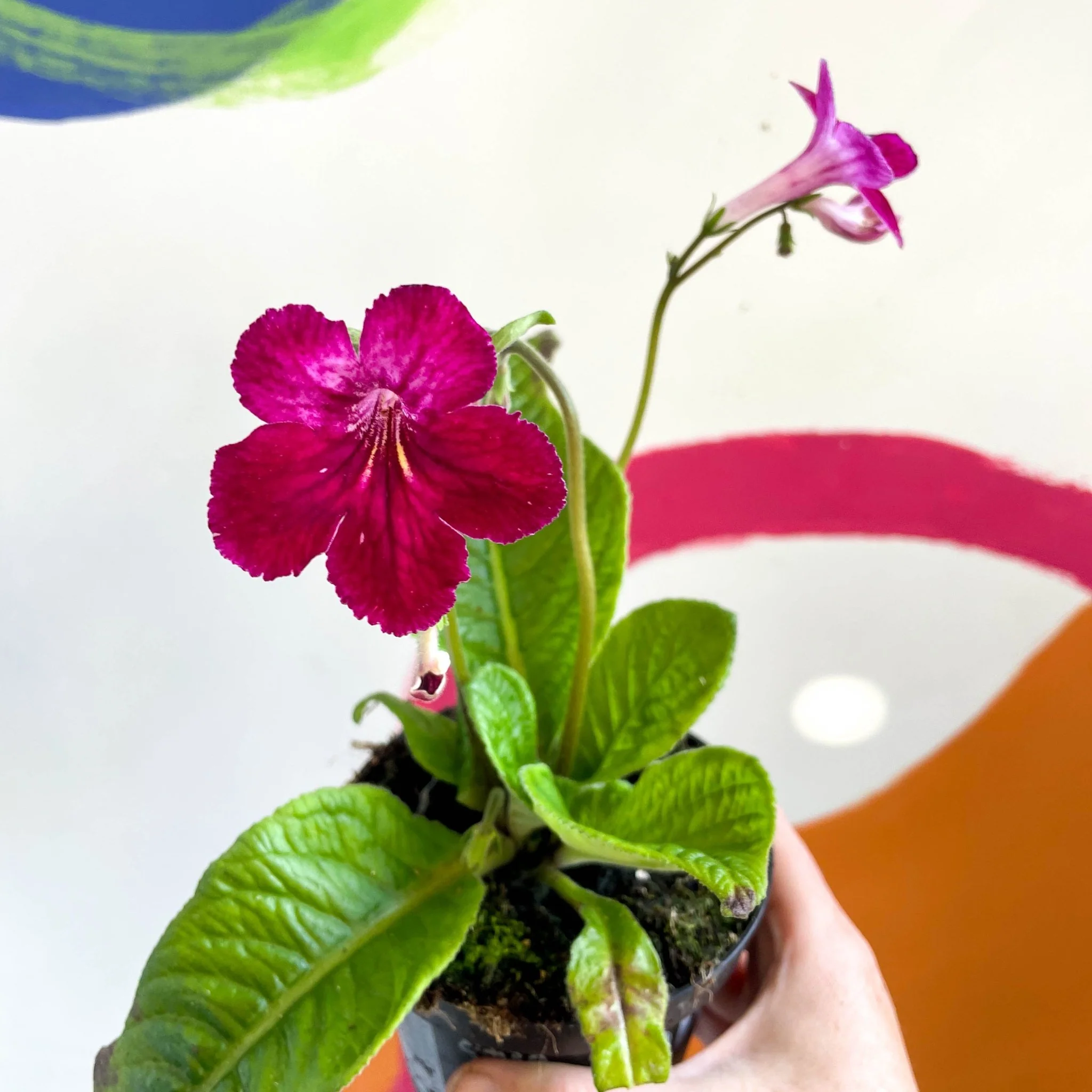 Streptocarpus ionantha 'Hope' - Welsh Grown - Image 2