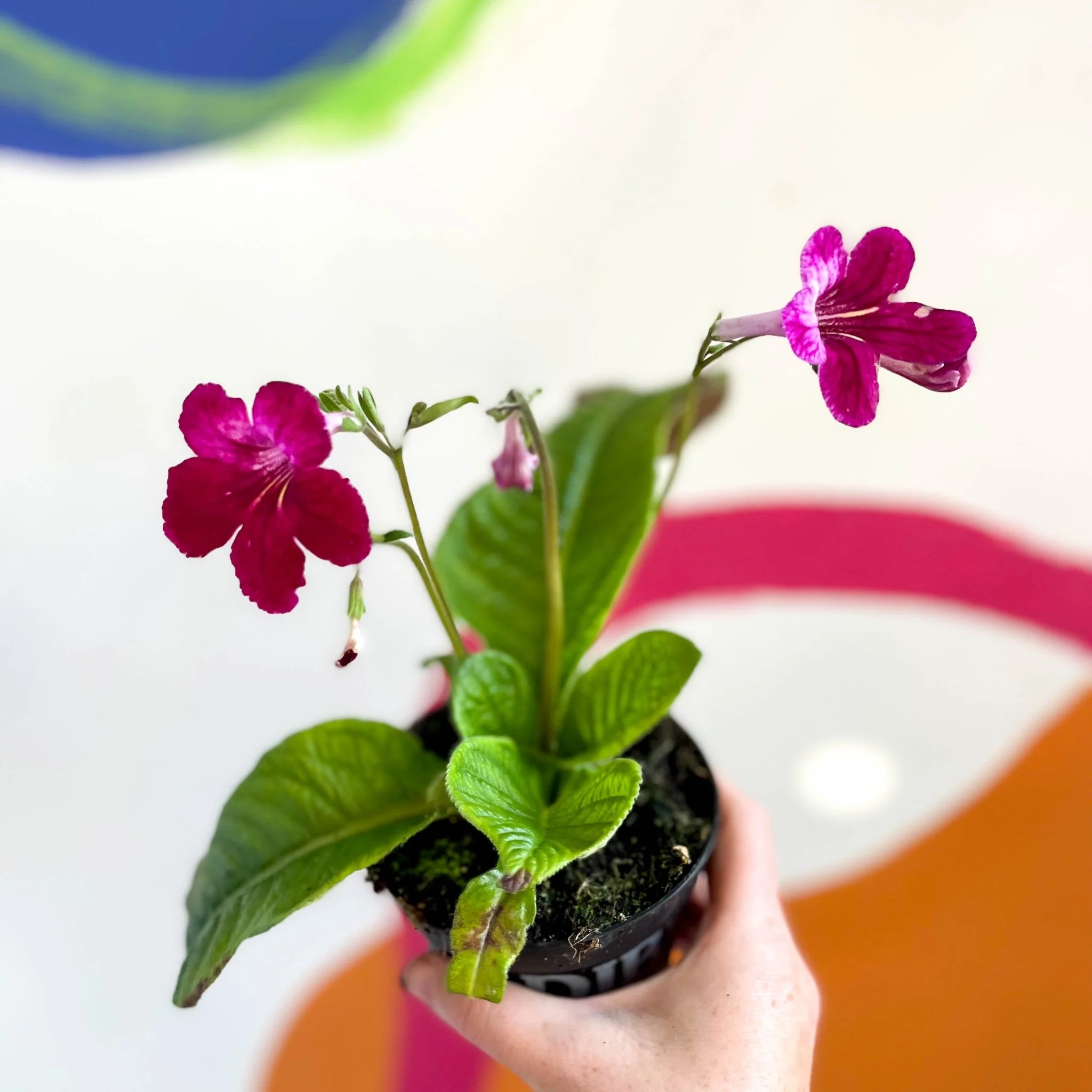Streptocarpus ionantha 'Hope' - Welsh Grown - Image 3