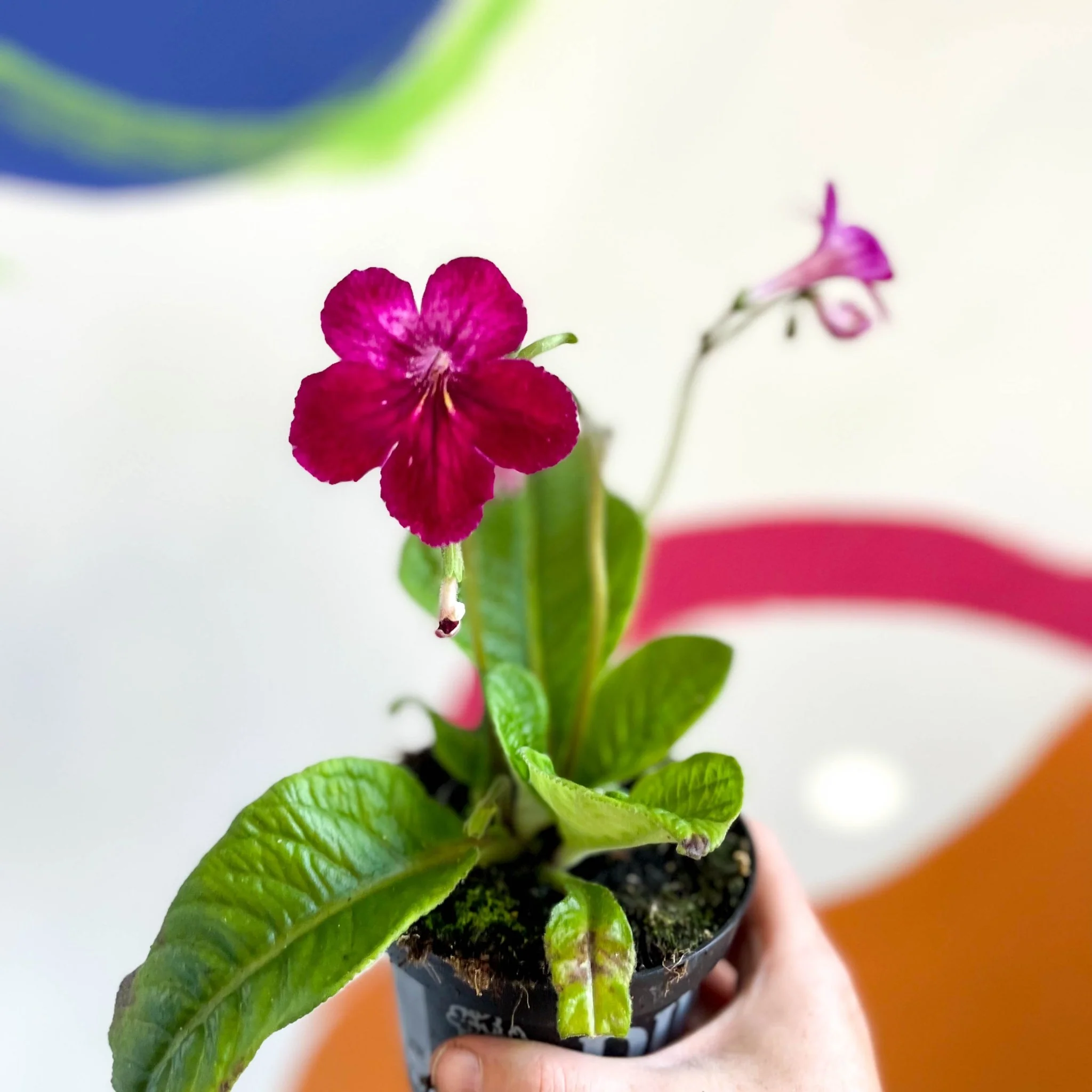Streptocarpus ionantha 'Hope' - Welsh Grown - Image 4