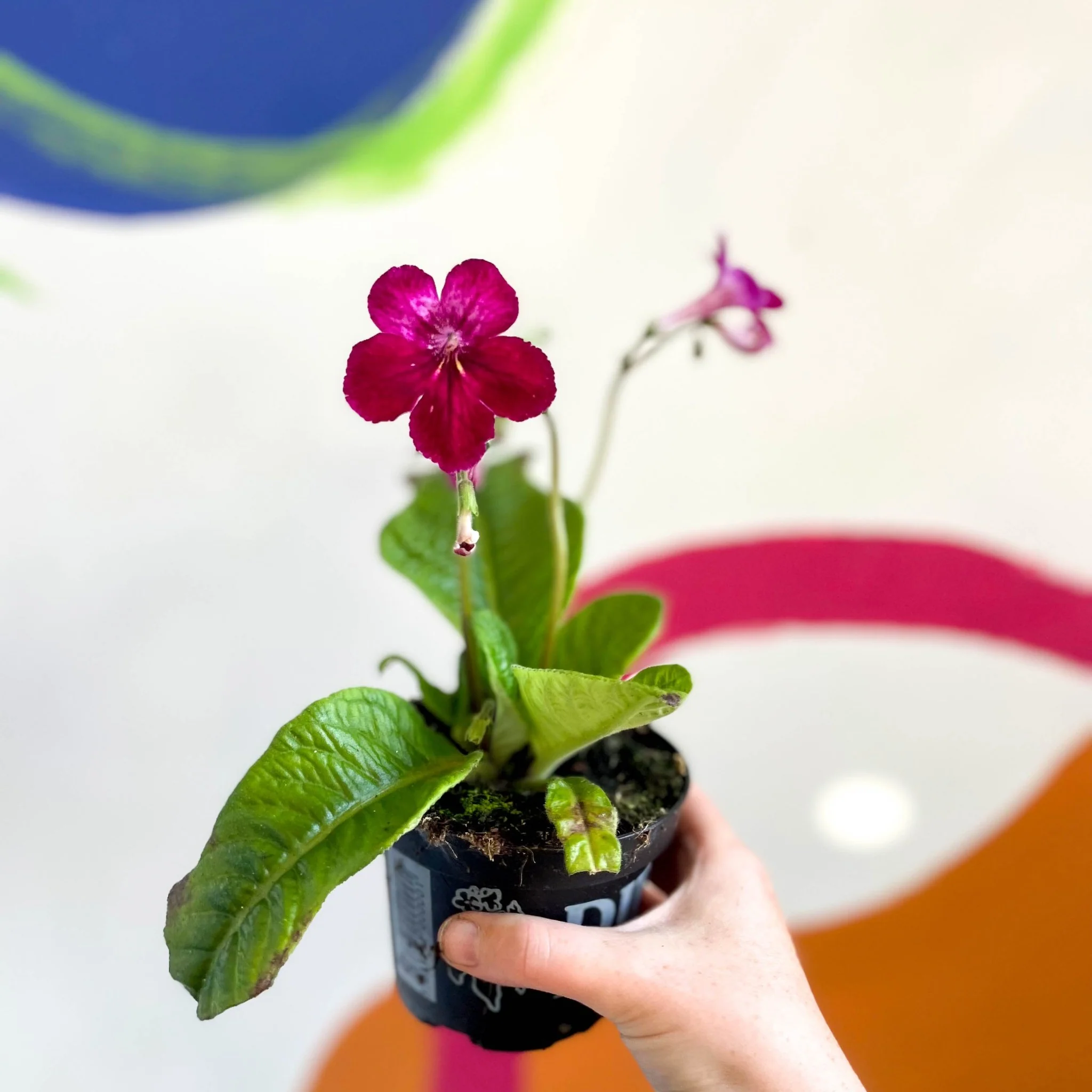 Streptocarpus ionantha 'Hope' - Welsh Grown - Image 5