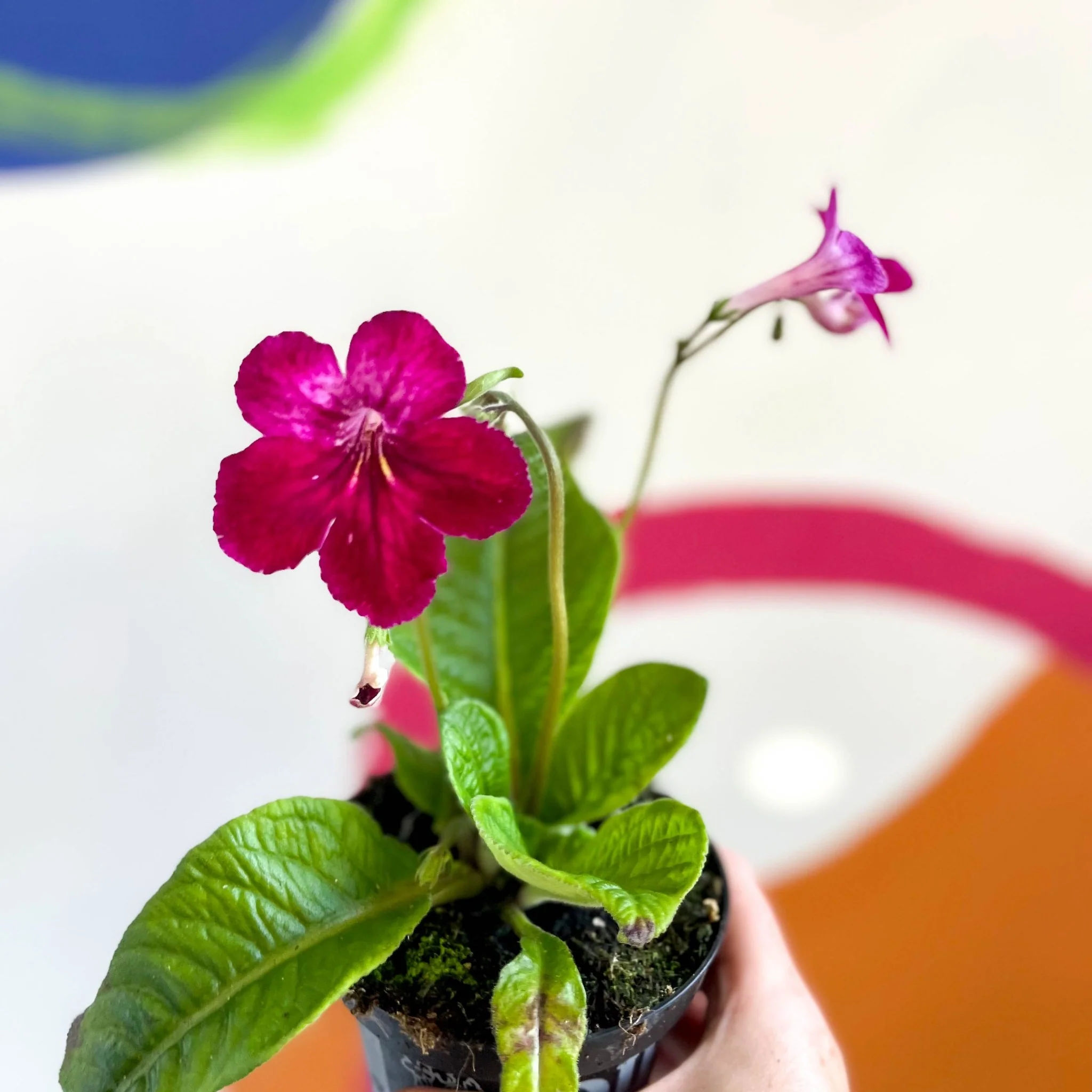 Streptocarpus ionantha 'Hope' - Welsh Grown - Image 6