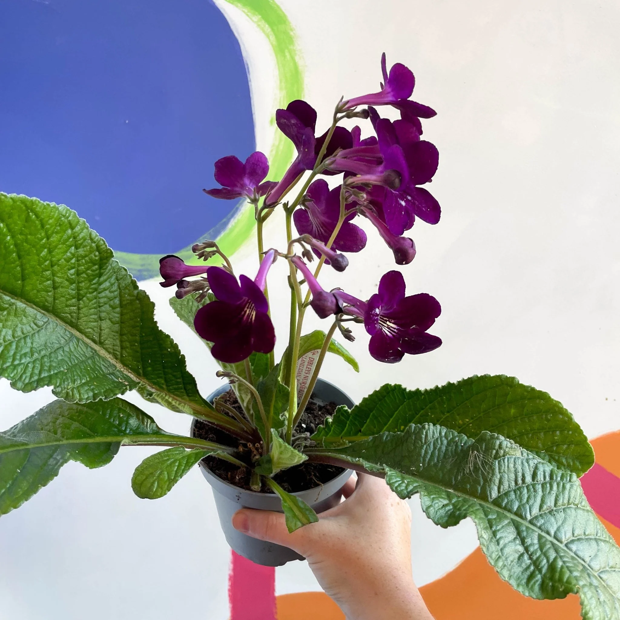 Streptocarpus ionantha 'Patricia' - Welsh Grown