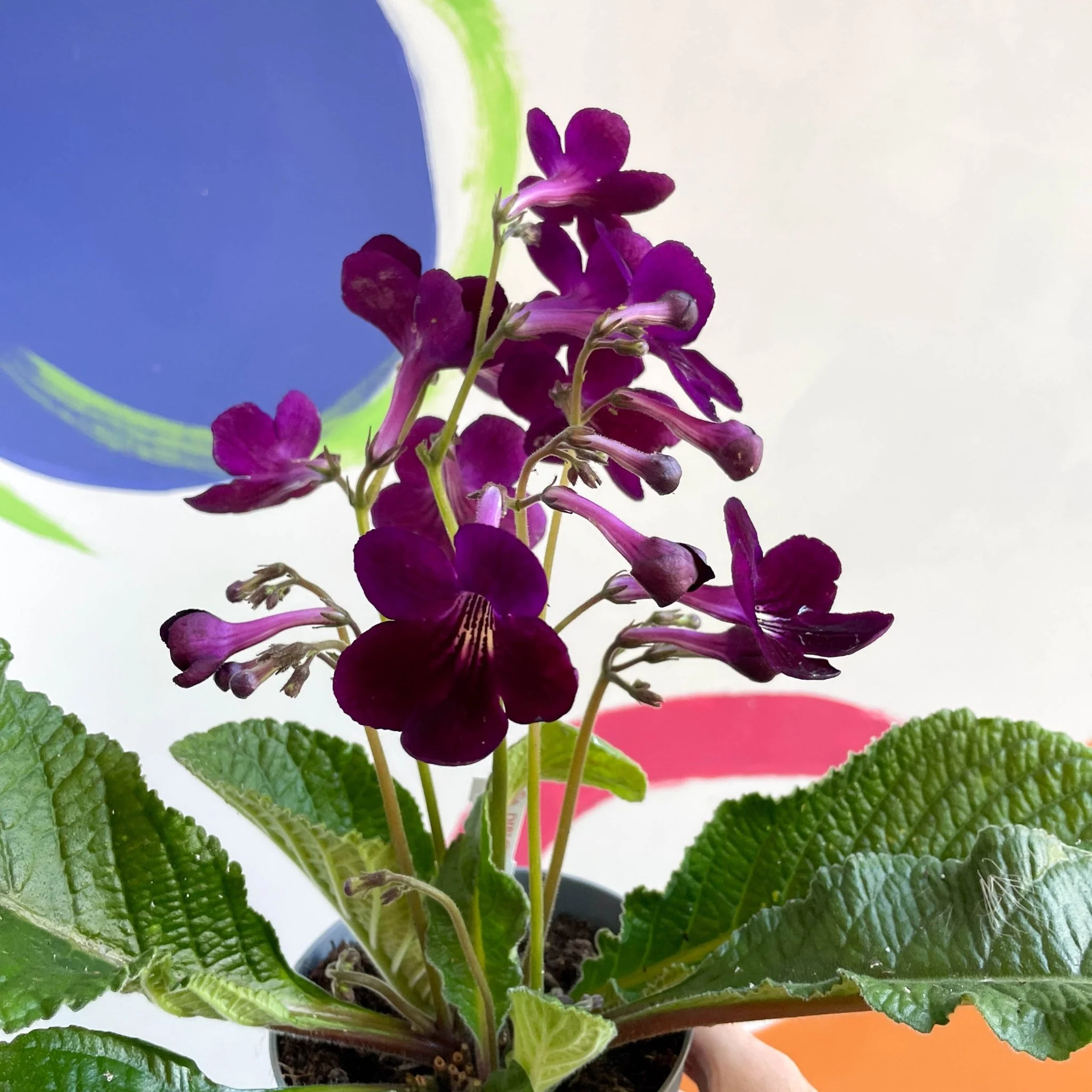 Streptocarpus ionantha 'Patricia' - Welsh Grown - Image 2