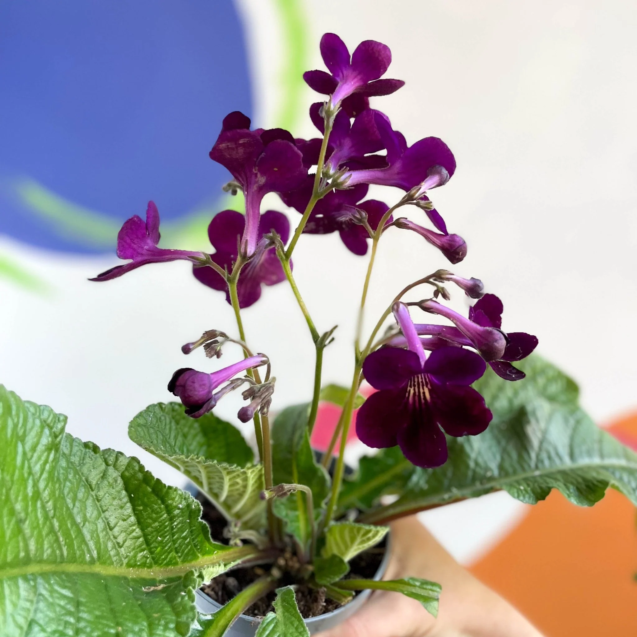 Streptocarpus ionantha 'Patricia' - Welsh Grown - Image 3