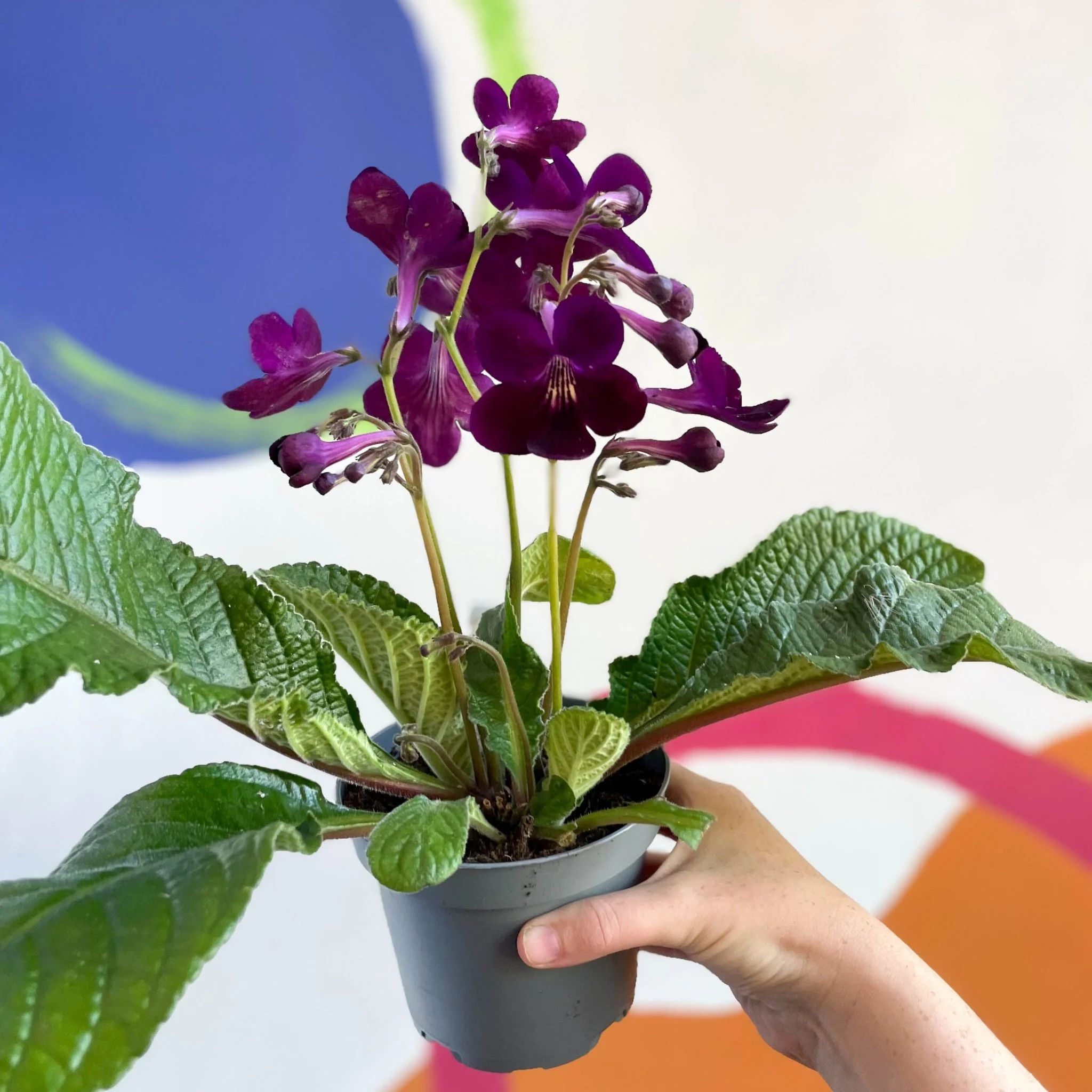Streptocarpus ionantha 'Patricia' - Welsh Grown - Image 4