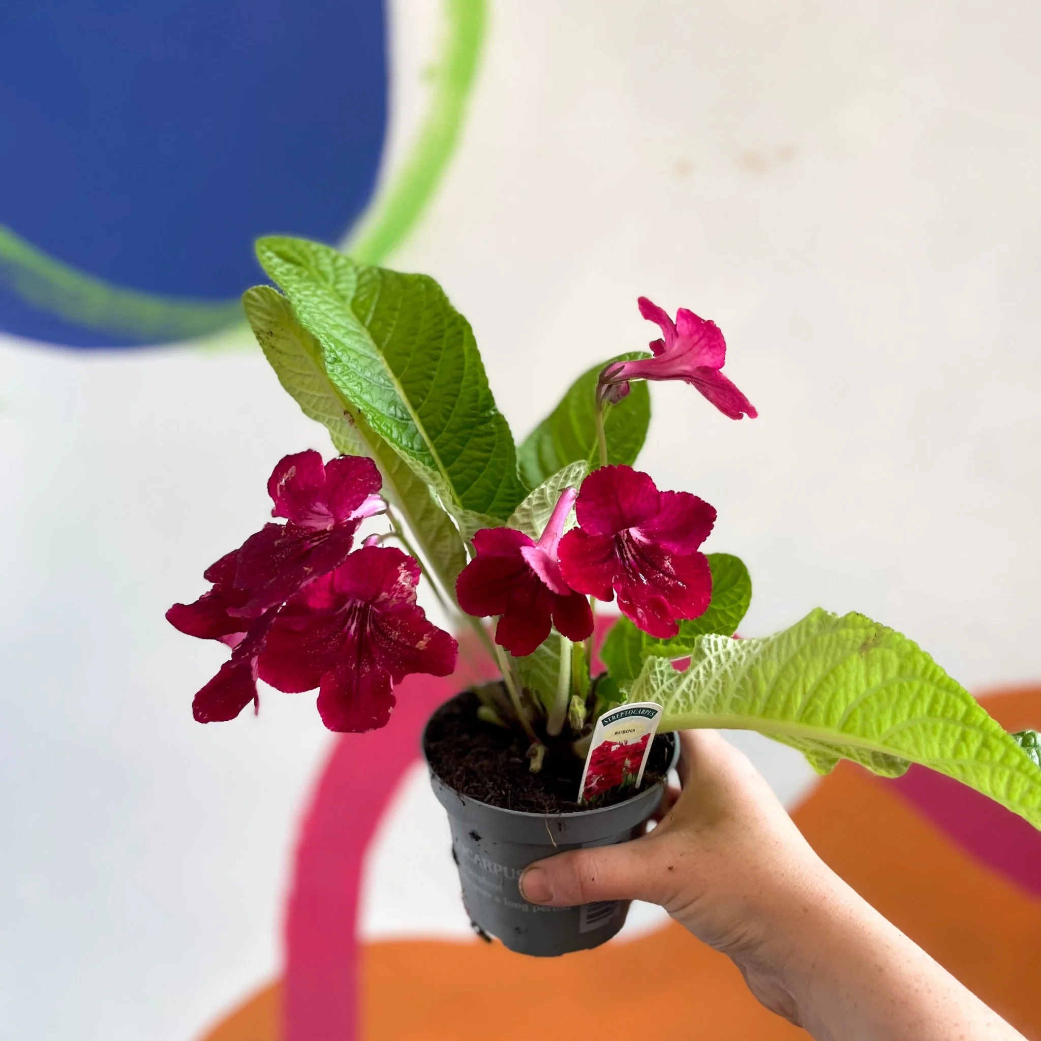Streptocarpus ionantha 'Rubina' - Welsh Grown - Image 10