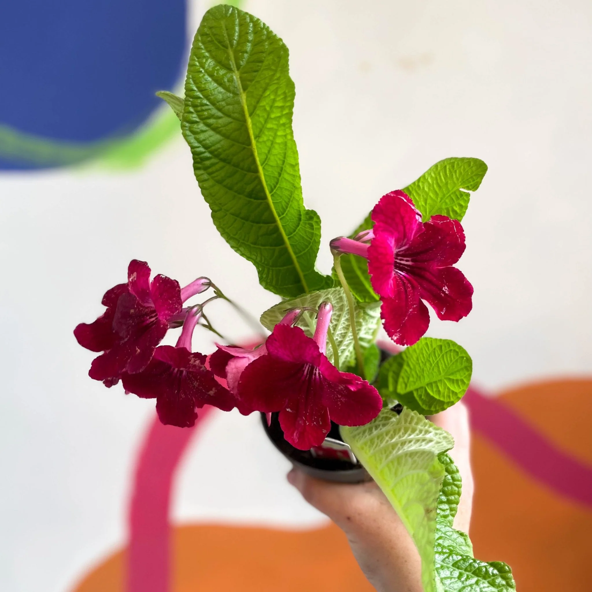 Streptocarpus ionantha 'Rubina' - Welsh Grown - Image 13