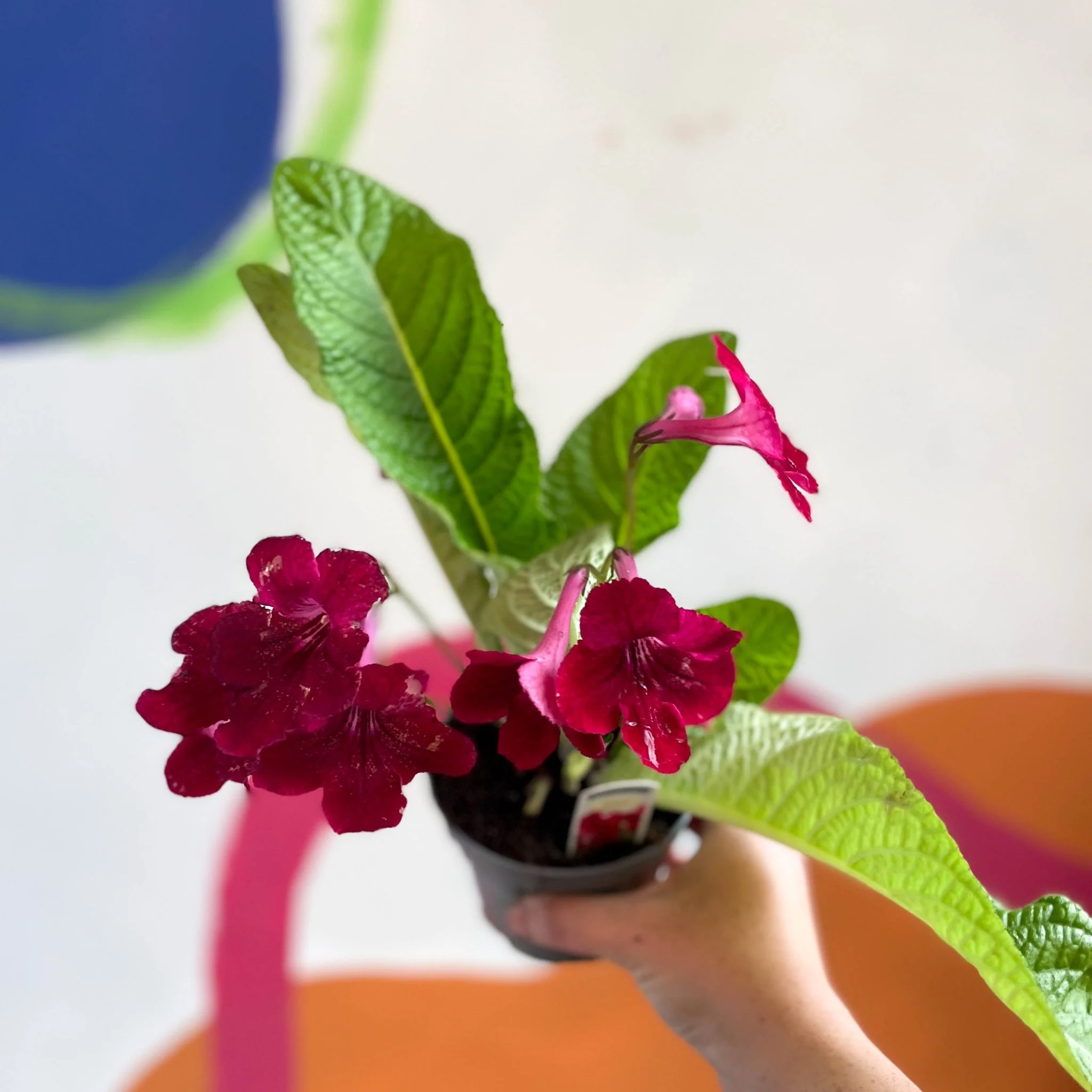 Streptocarpus ionantha 'Rubina' - Welsh Grown - Image 6