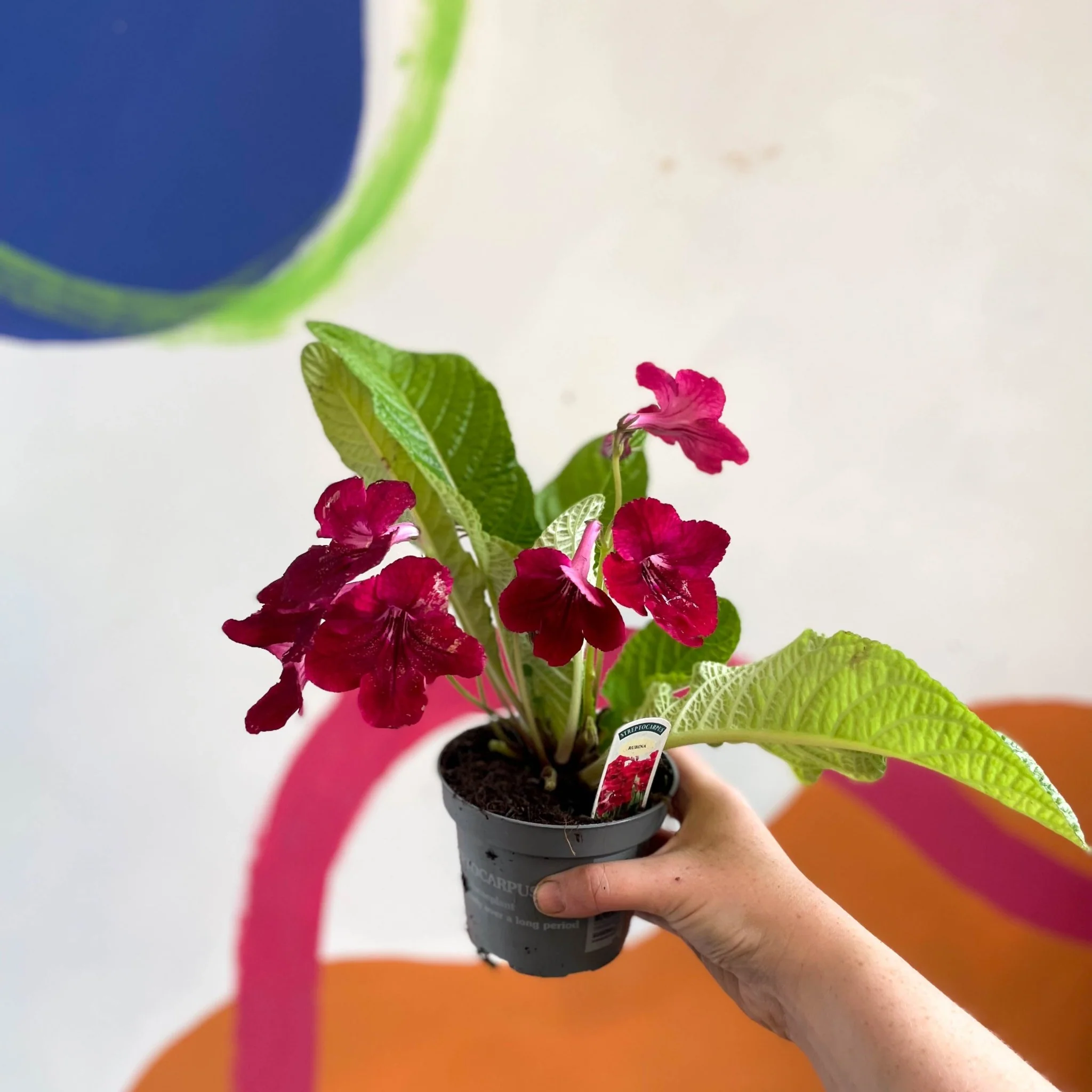 Streptocarpus ionantha 'Rubina' - Welsh Grown - Image 7