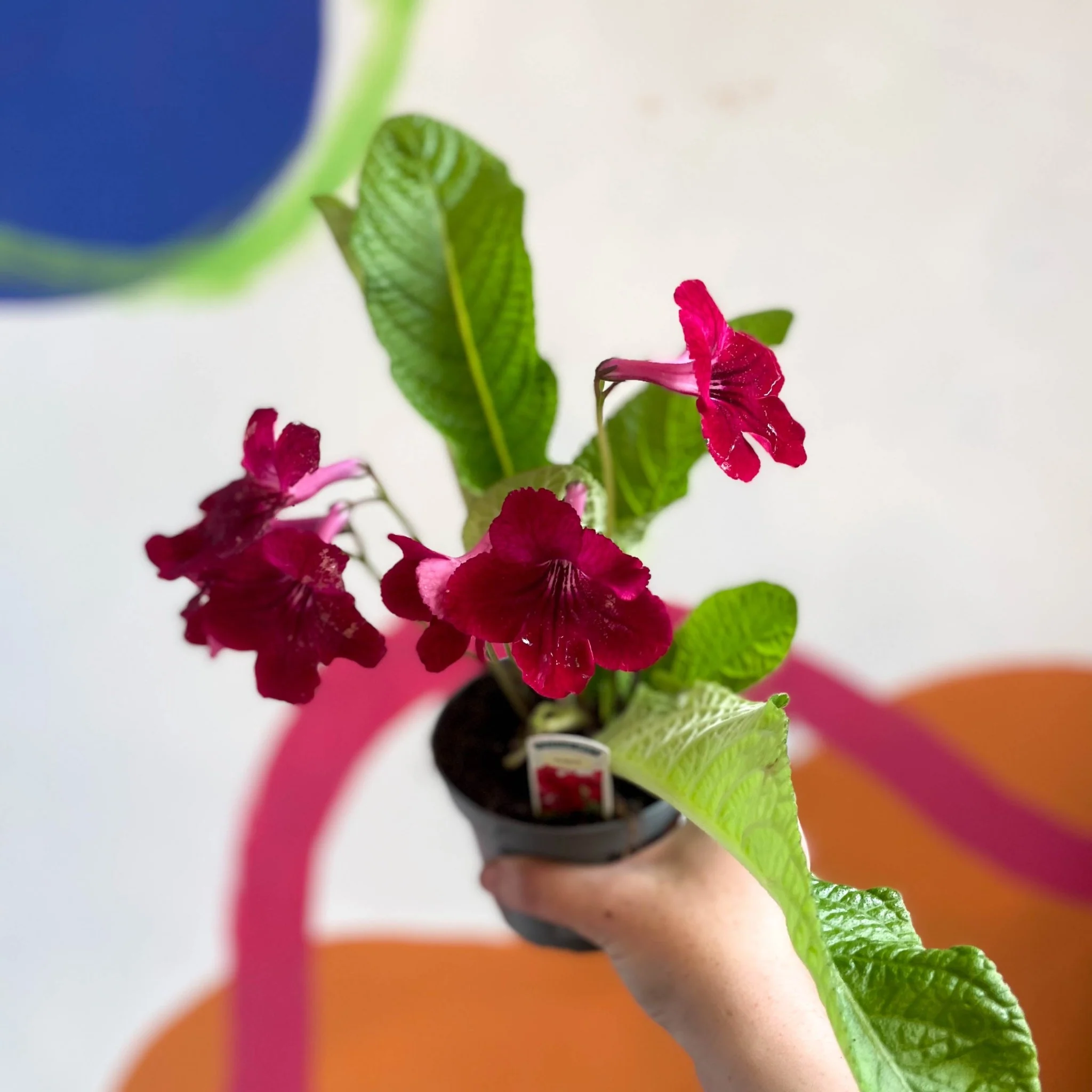 Streptocarpus ionantha 'Rubina' - Welsh Grown - Image 9