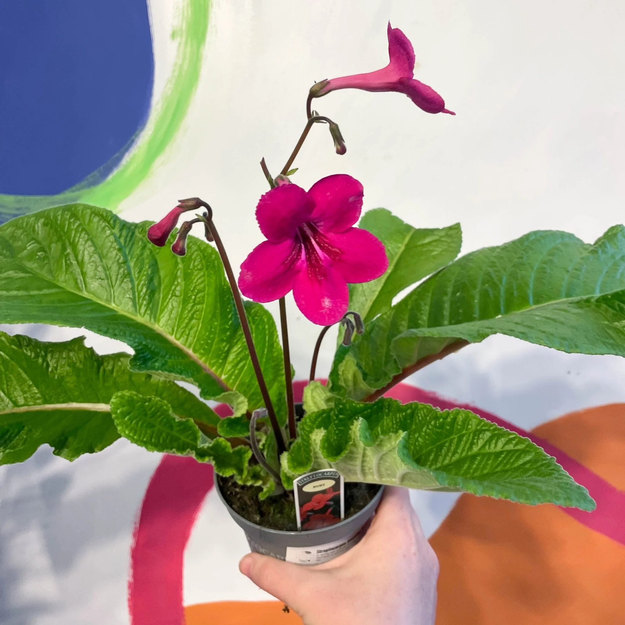 Streptocarpus ionantha 'Ruby' - Welsh Grown