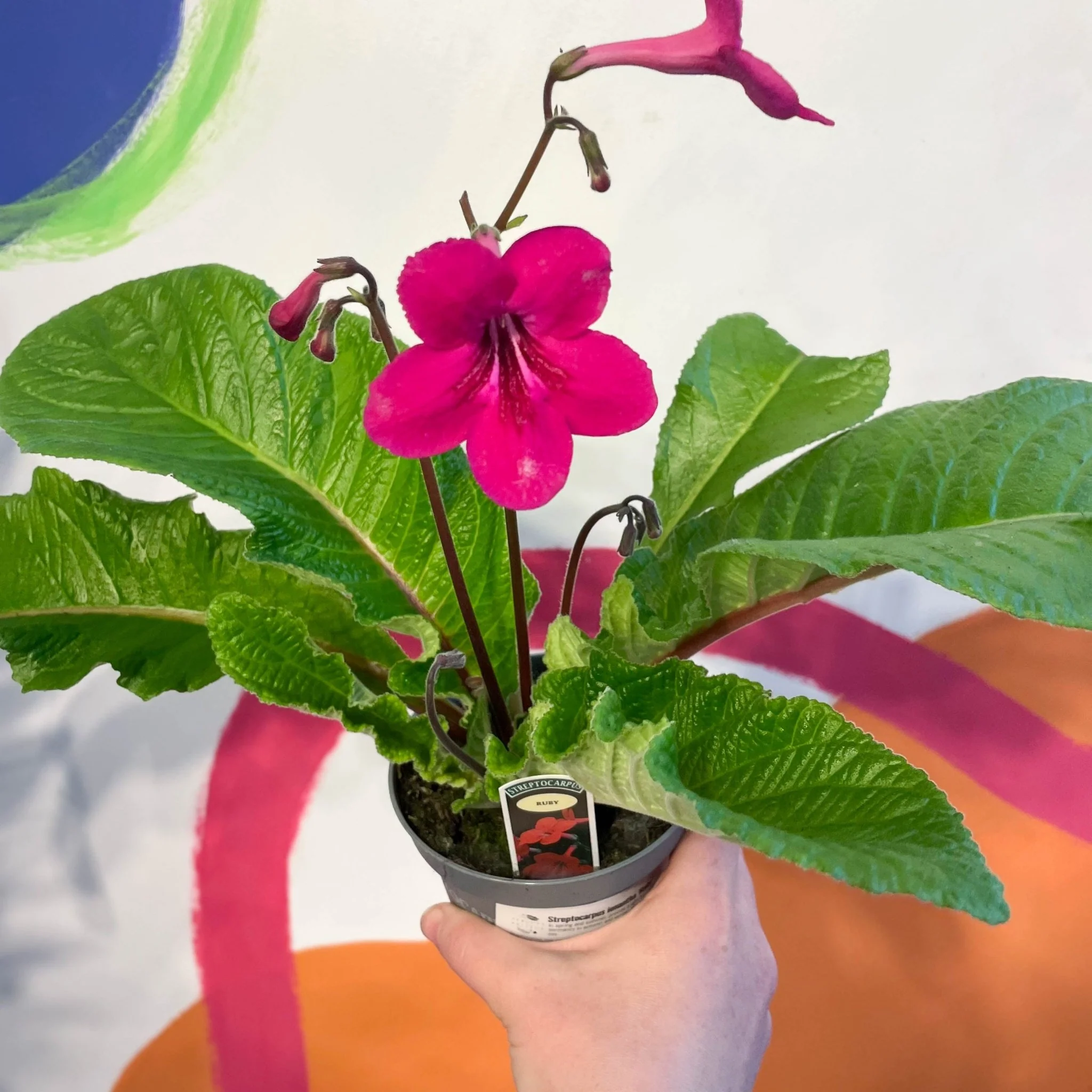 Streptocarpus ionantha 'Ruby' - Welsh Grown - Image 2