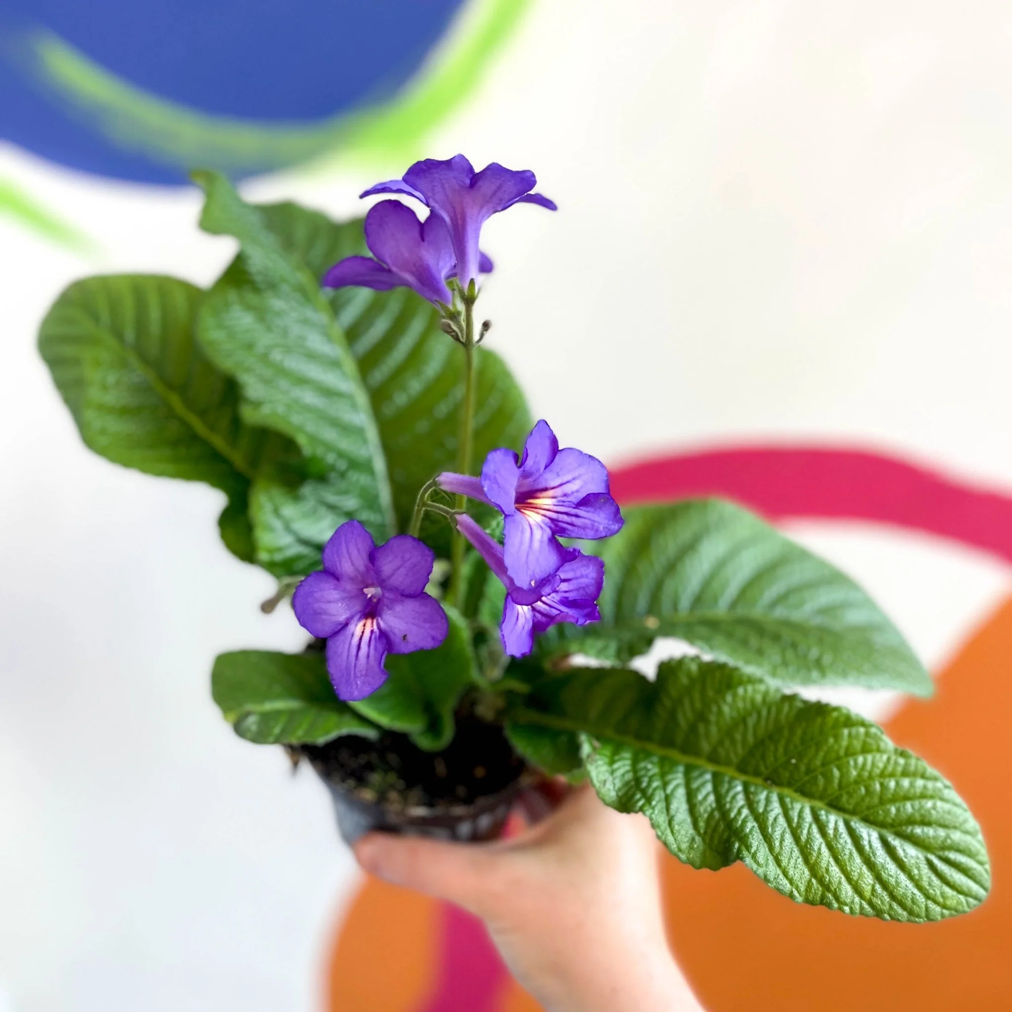 Streptocarpus ionantha 'Tanya' - Welsh Grown