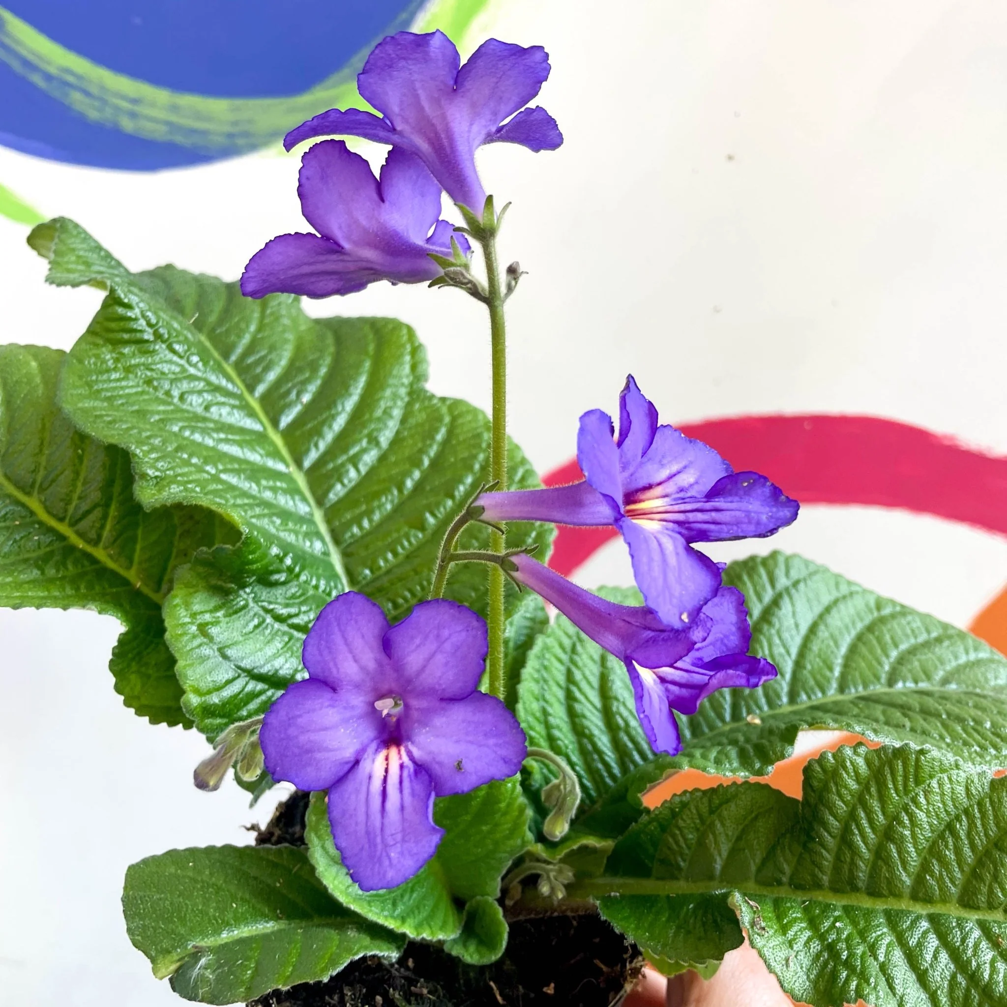 Streptocarpus ionantha 'Tanya' - Welsh Grown - Image 5