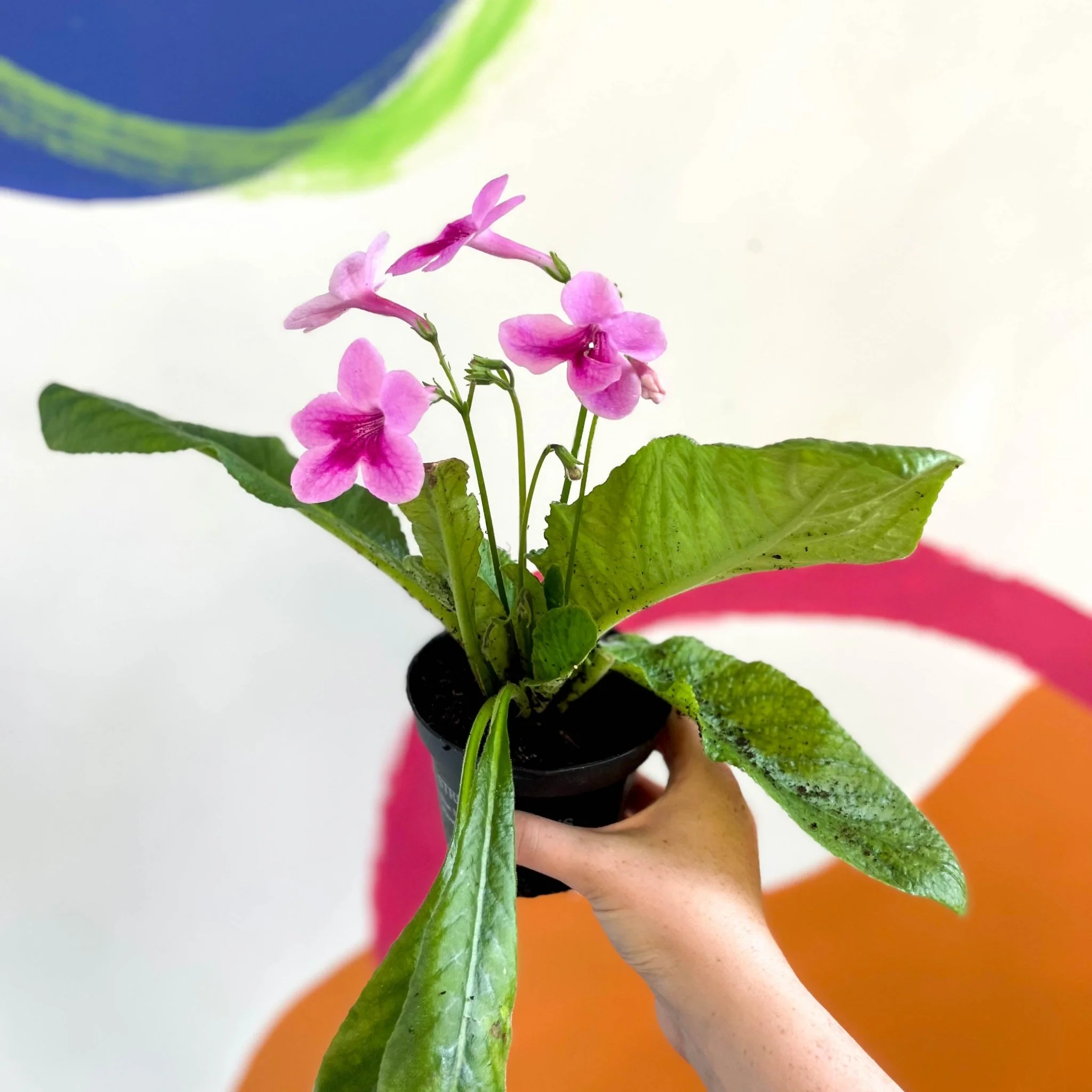 Streptocarpus ionantha 'Tina' - Welsh Grown