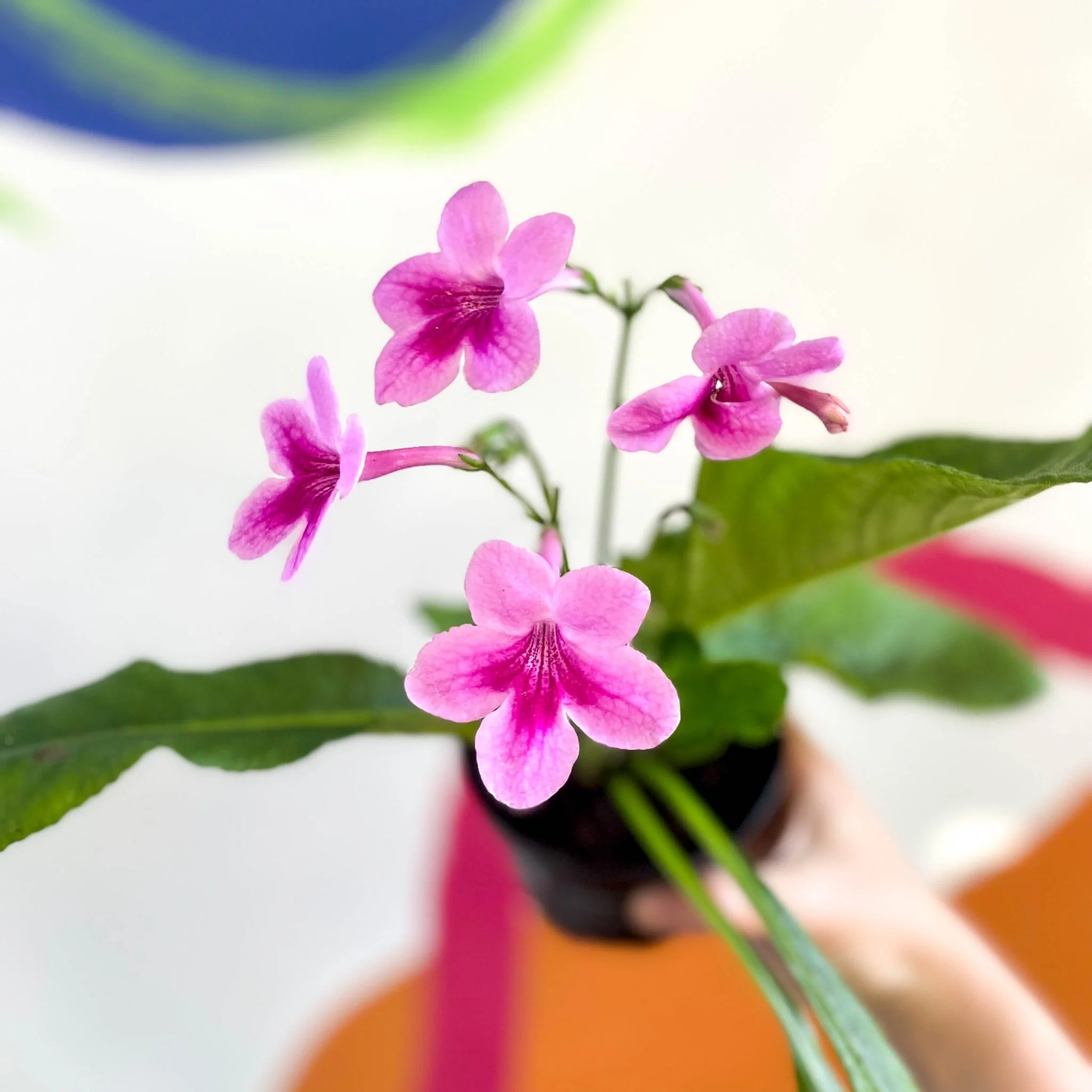 Streptocarpus ionantha 'Tina' - Welsh Grown - Image 2