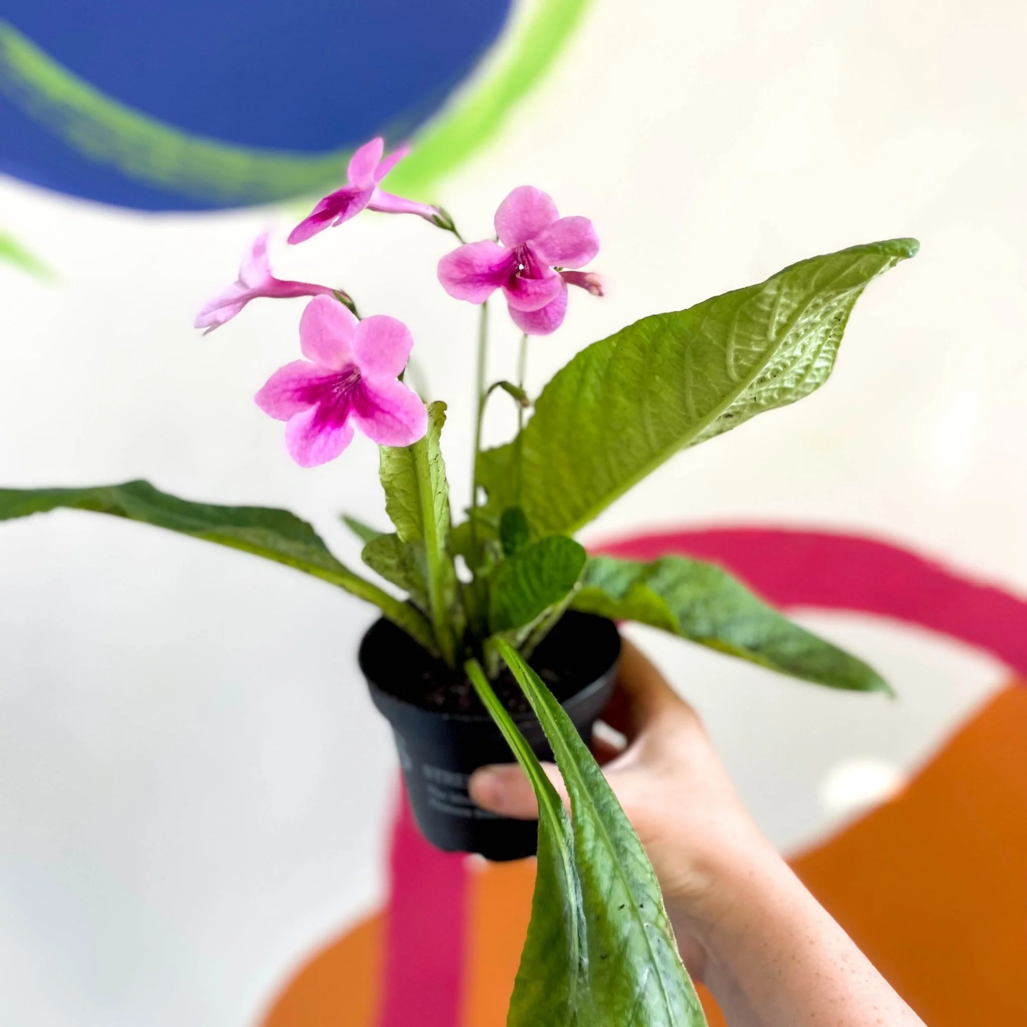 Streptocarpus ionantha 'Tina' - Welsh Grown - Image 3
