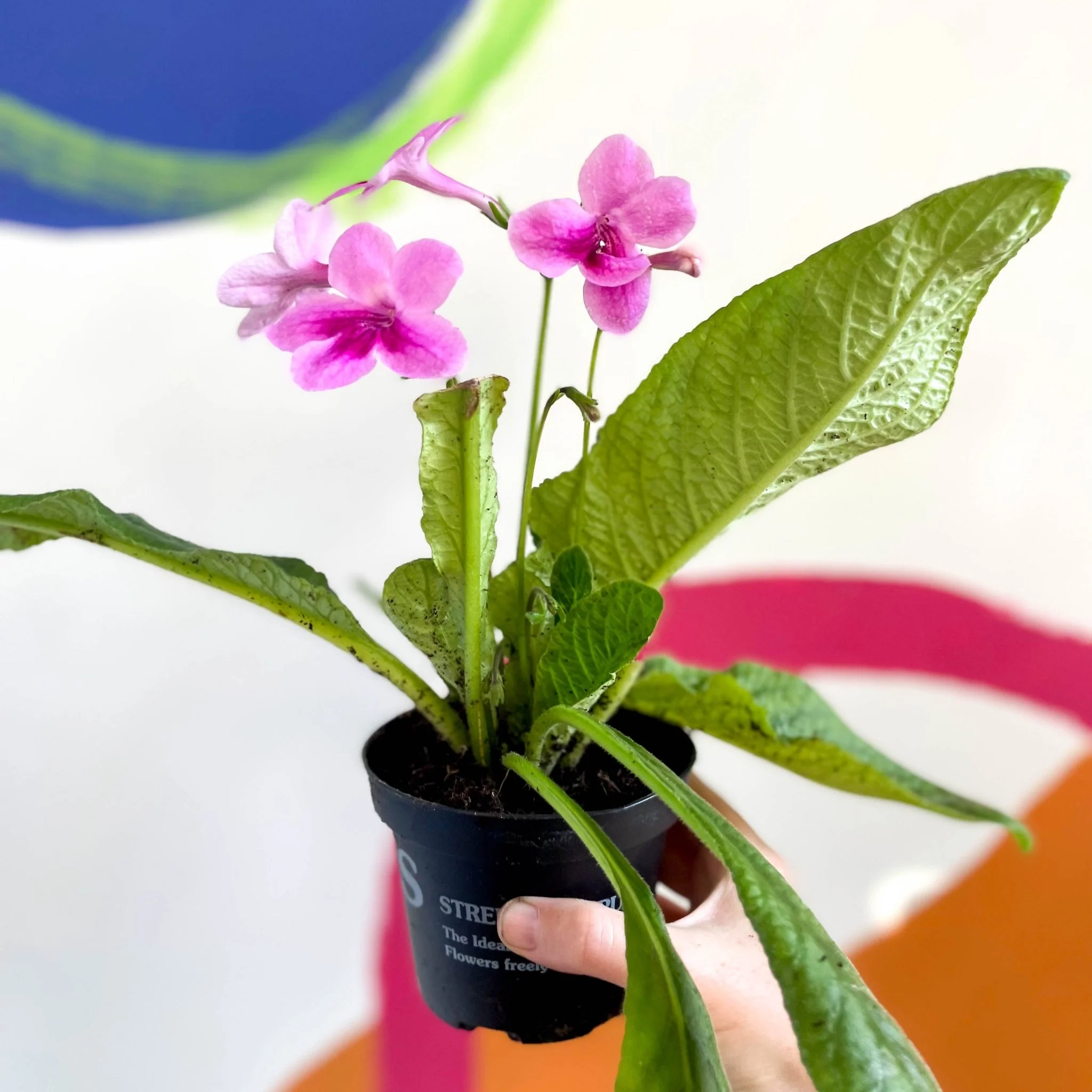 Streptocarpus ionantha 'Tina' - Welsh Grown - Image 4