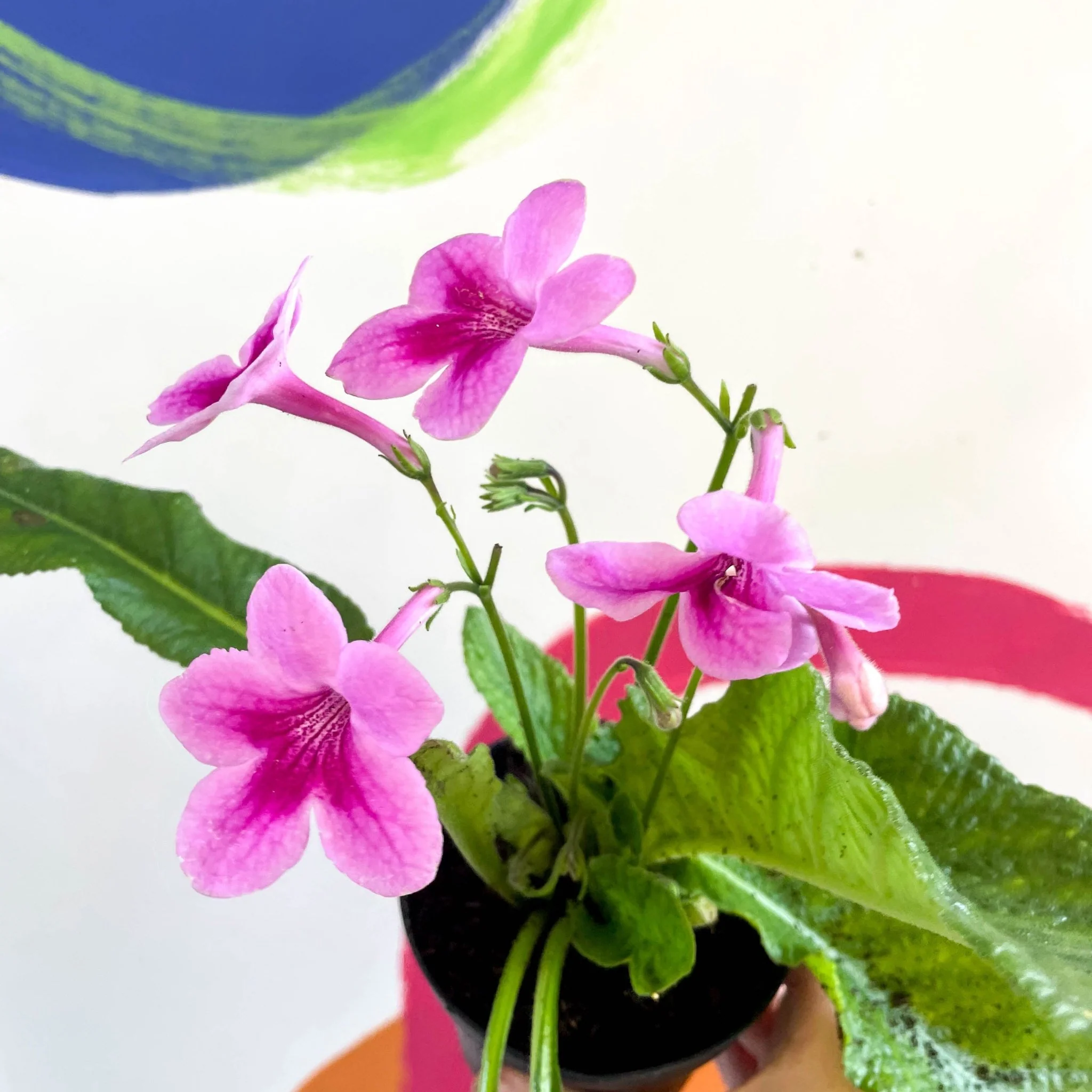 Streptocarpus ionantha 'Tina' - Welsh Grown - Image 5