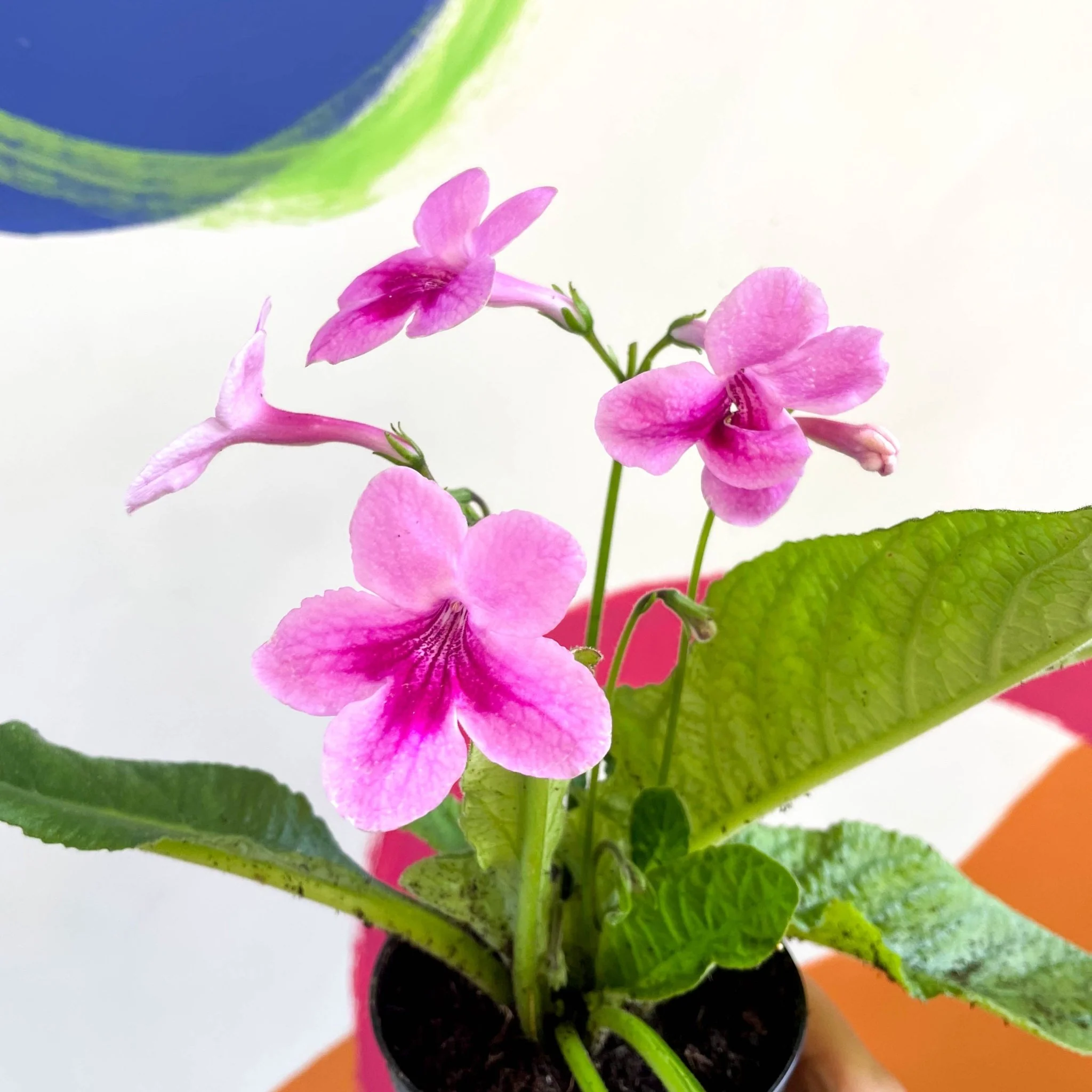 Streptocarpus ionantha 'Tina' - Welsh Grown - Image 6