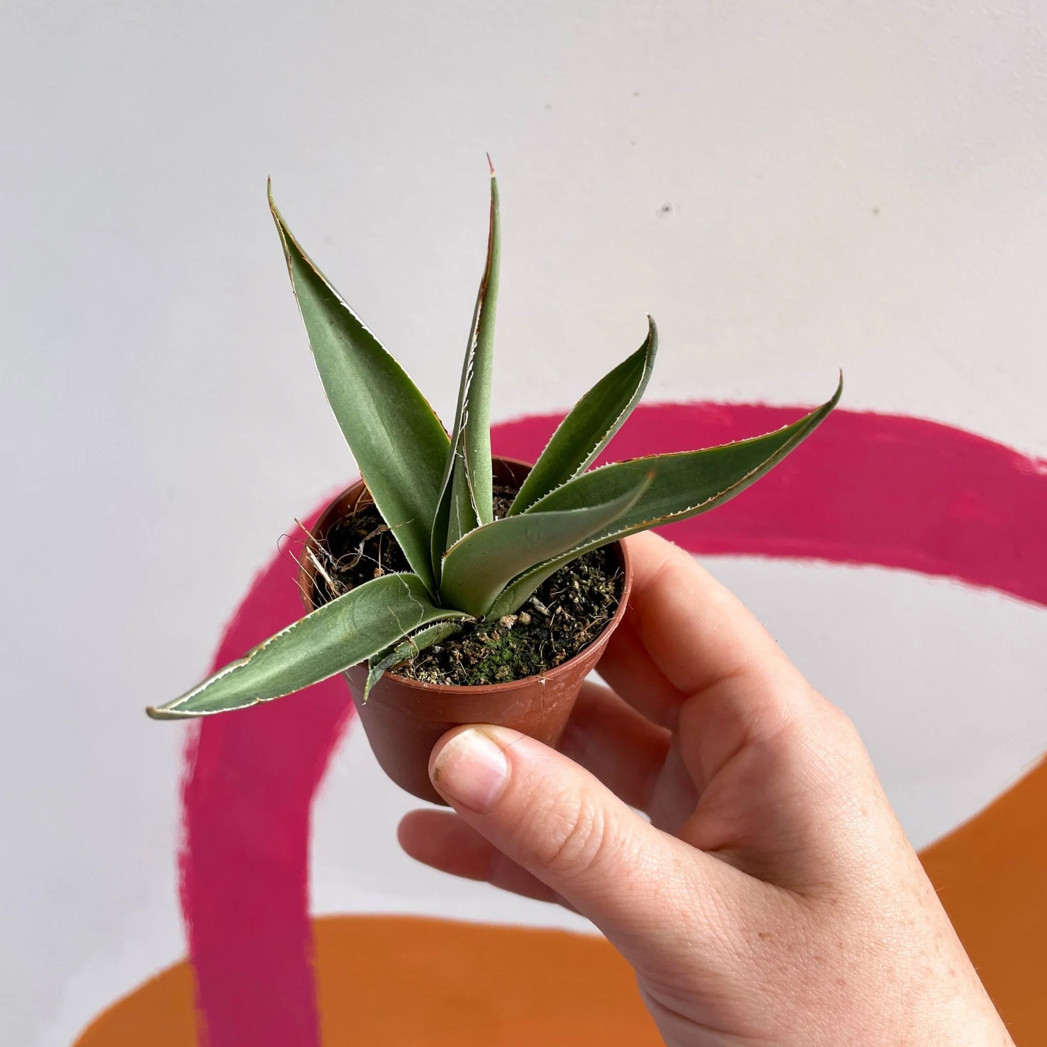 Agave filifera