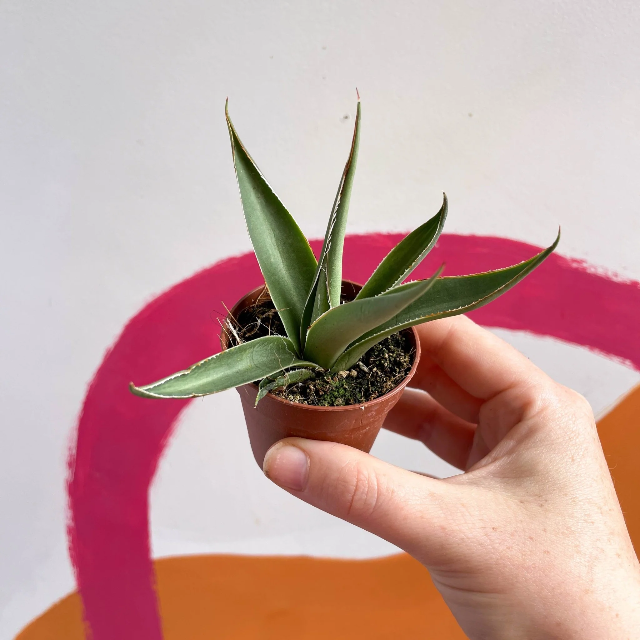 Agave filifera - Image 2