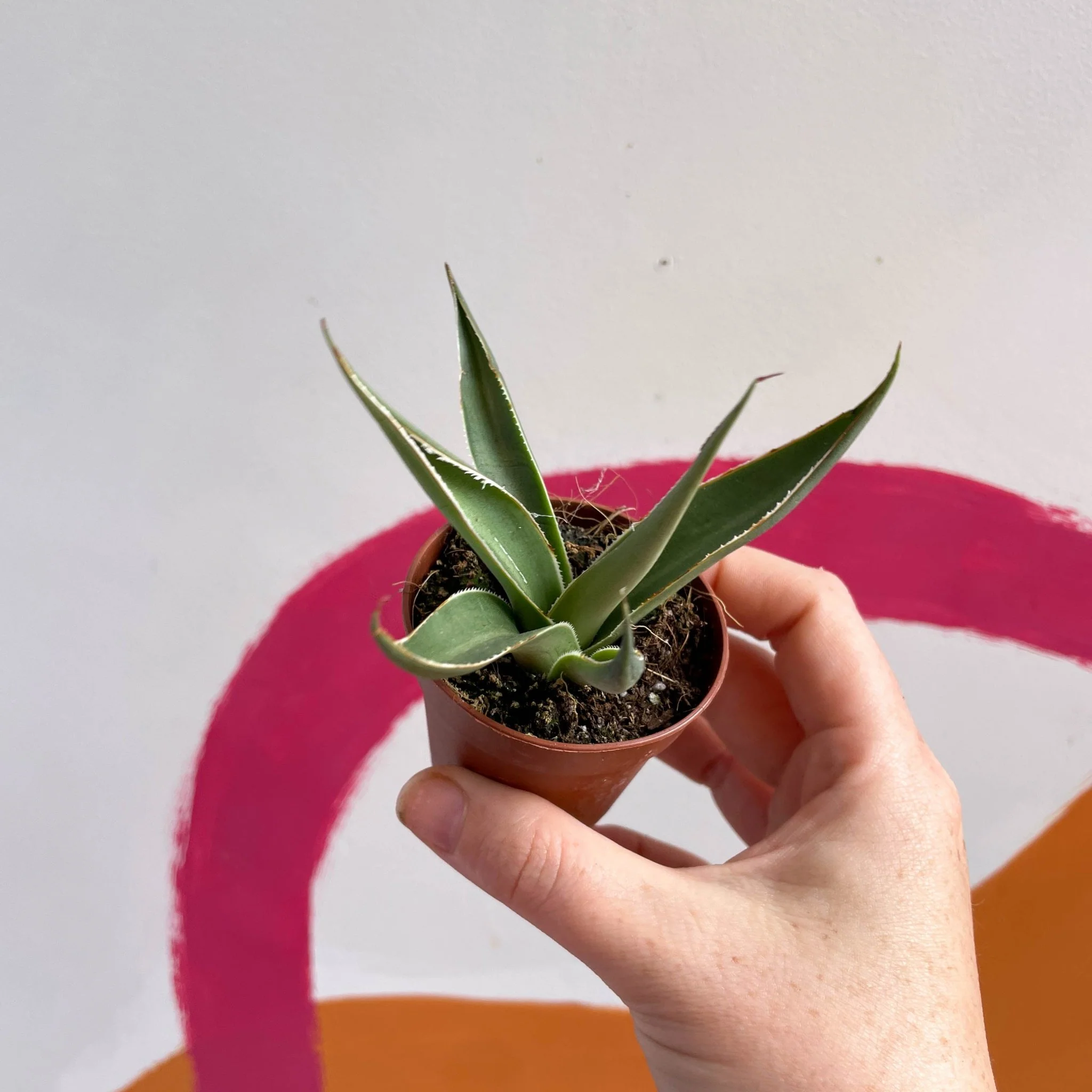 Agave filifera - Image 3