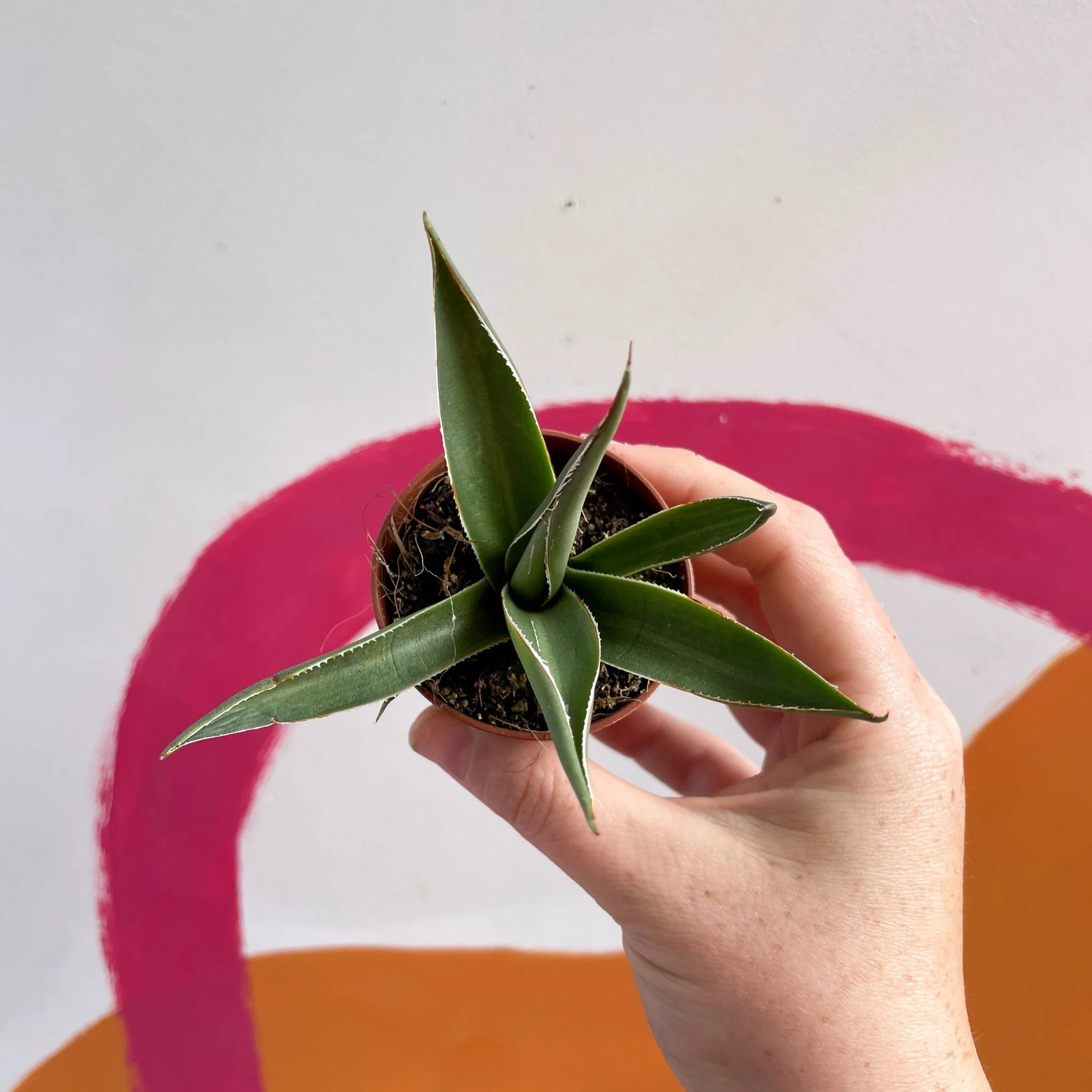 Agave filifera - Image 4