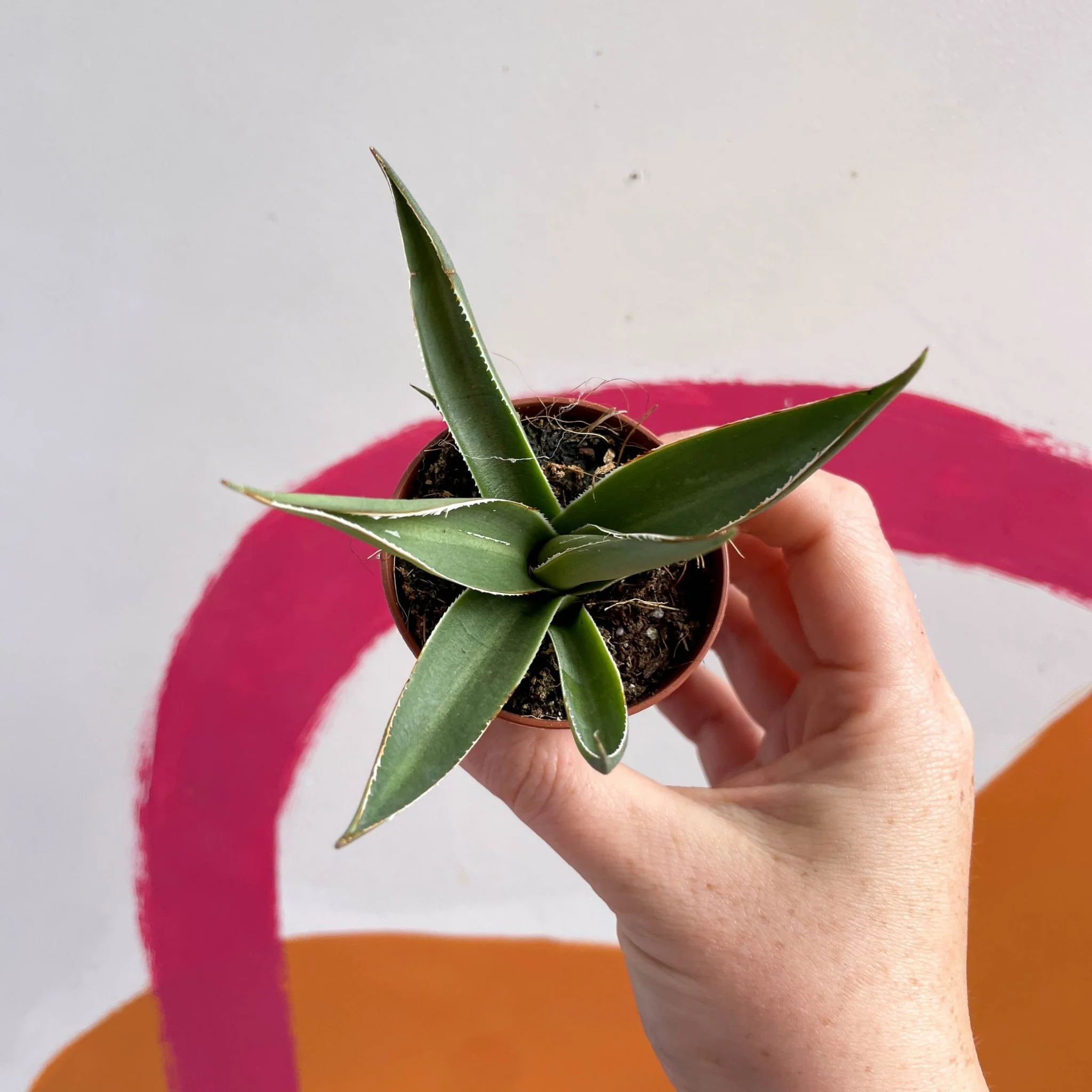 Agave filifera - Image 5