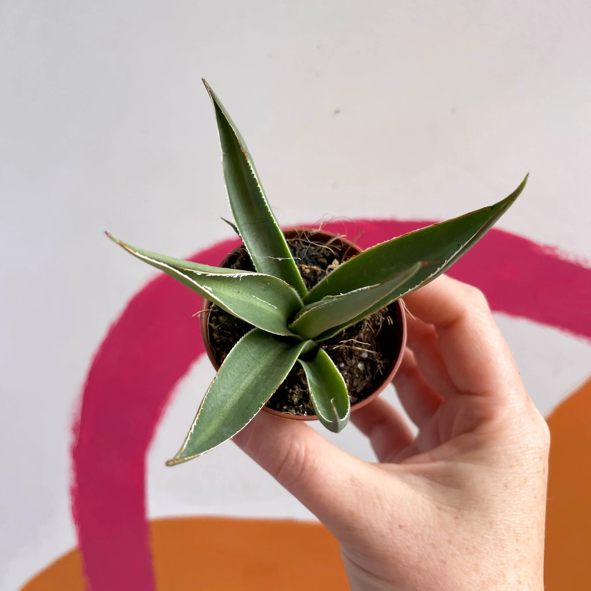 Agave filifera - Image 6