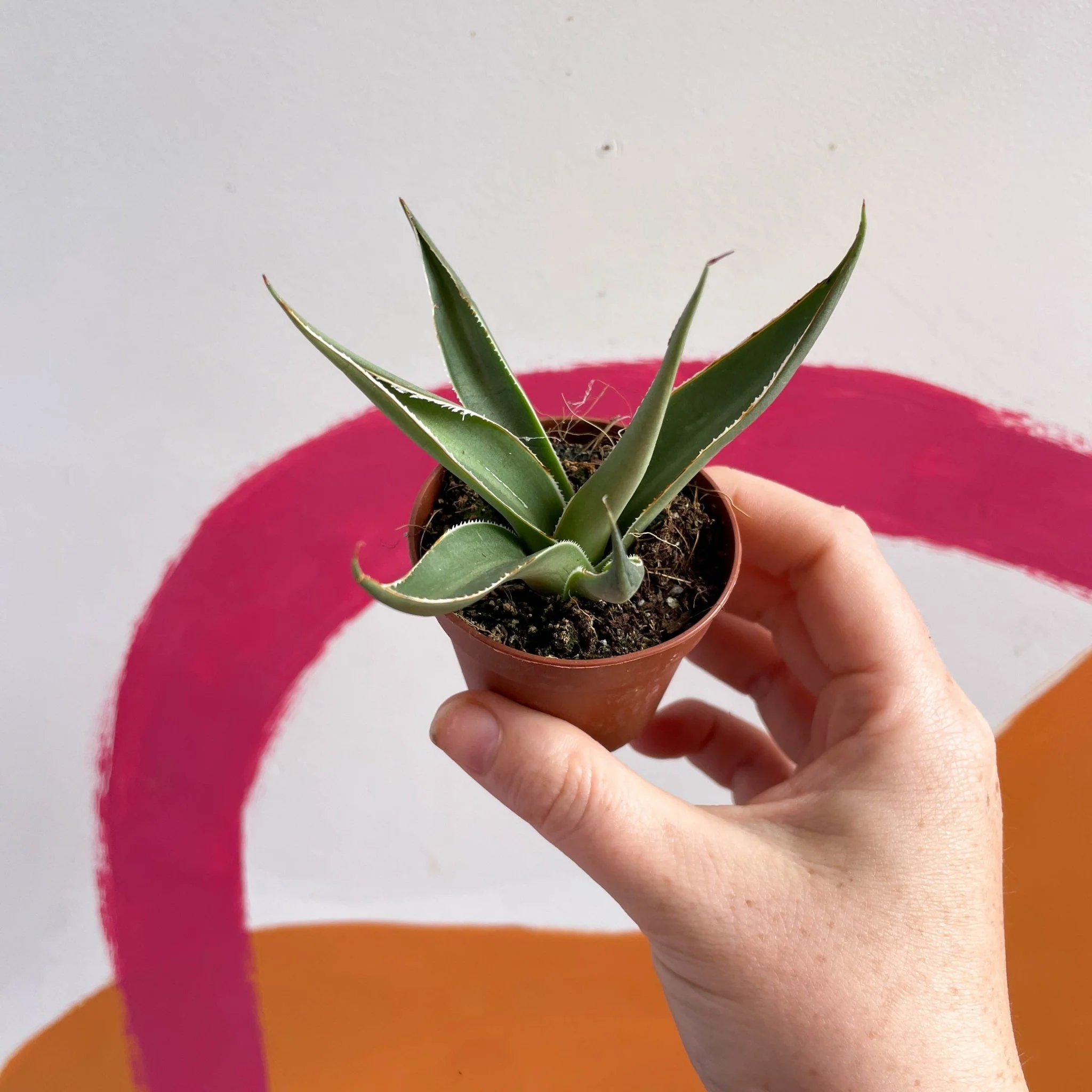Agave filifera - Image 7