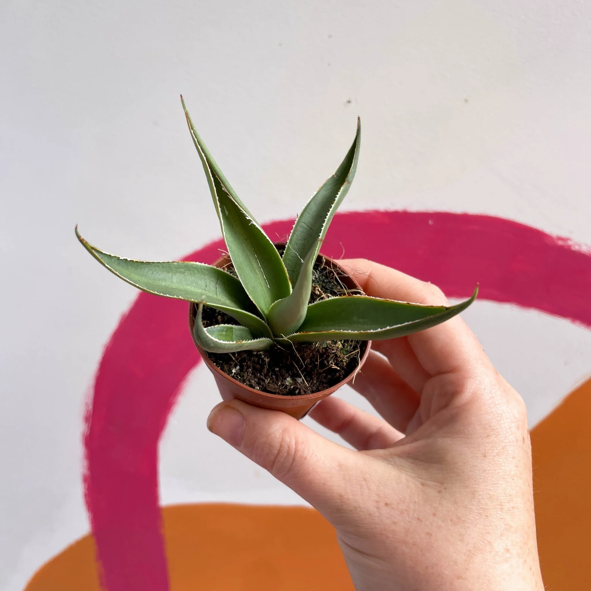 Agave filifera - Image 8