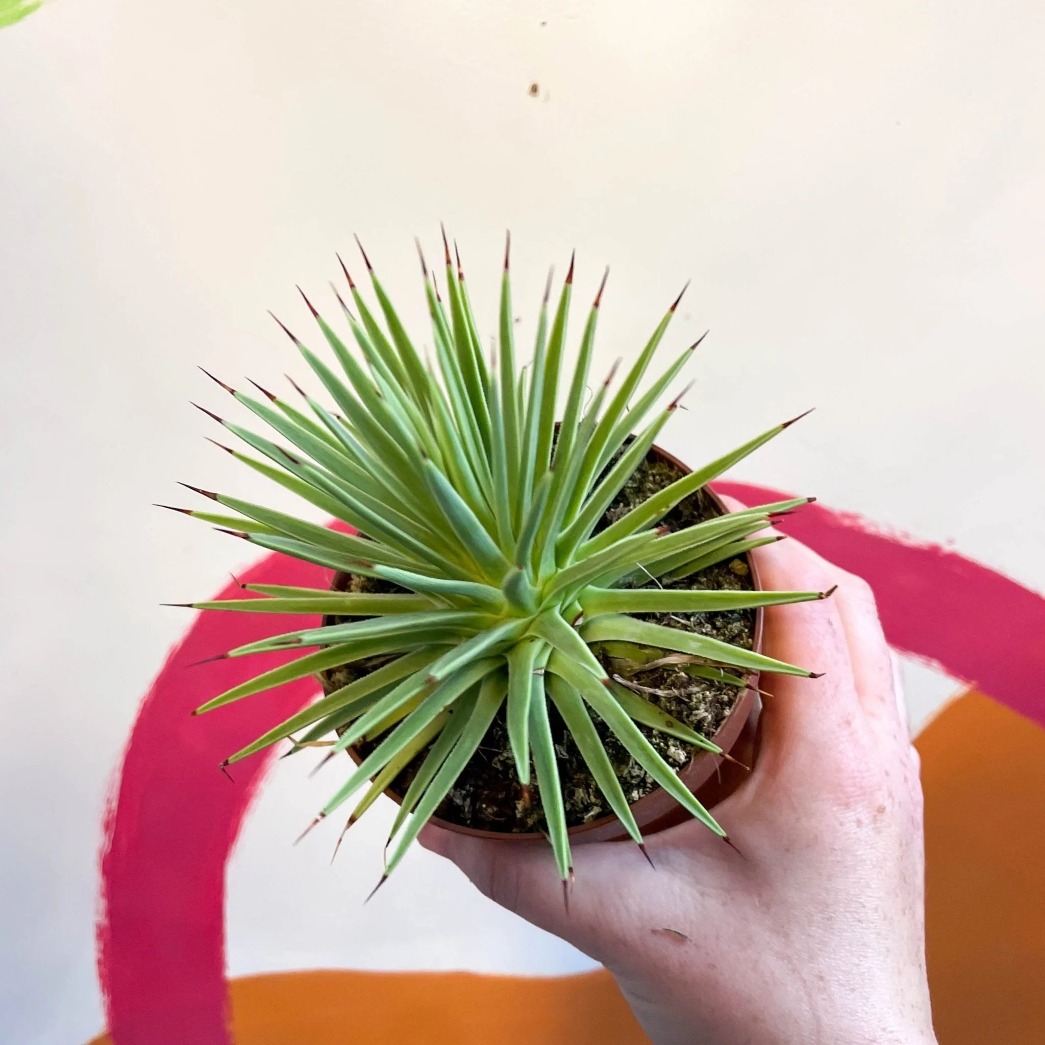 Agave stricta 'Nana'