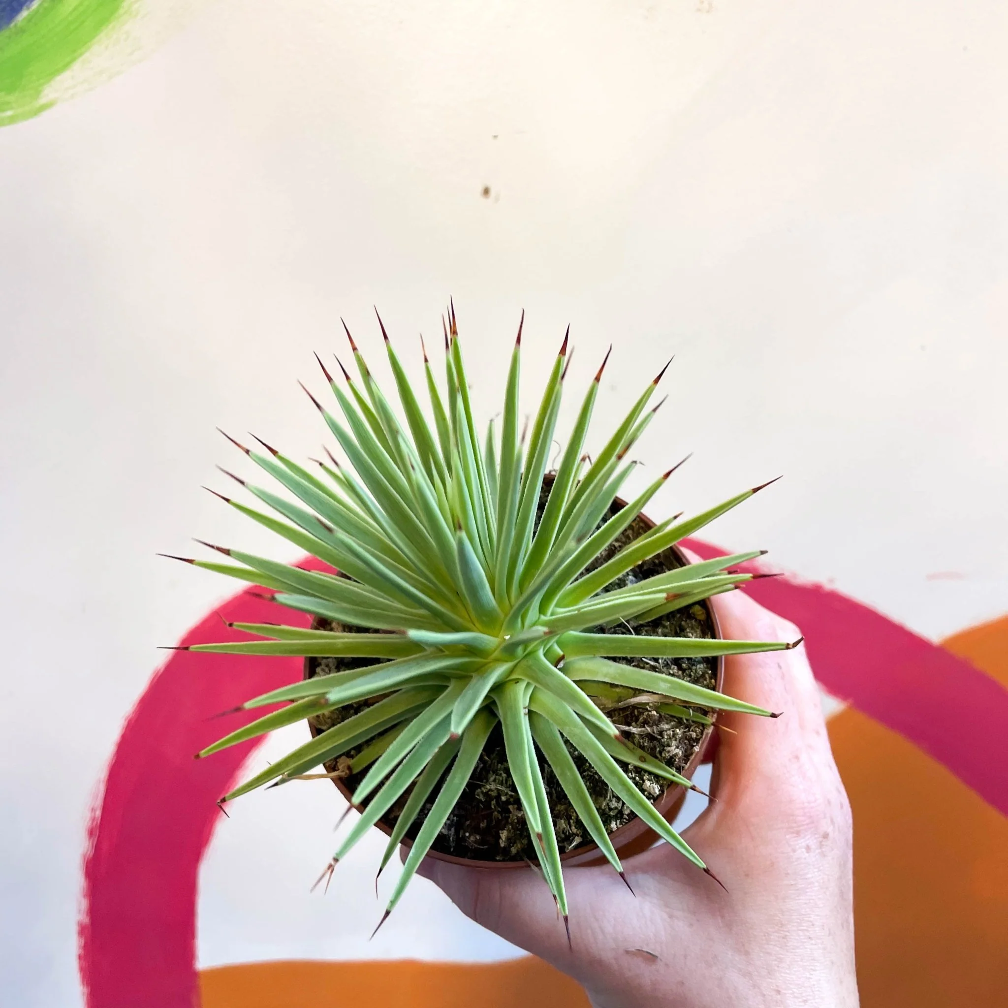 Agave stricta 'Nana' - Image 2