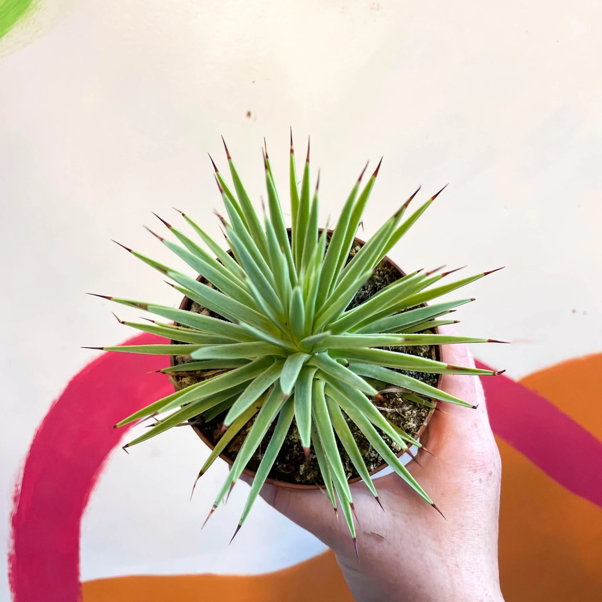 Agave stricta 'Nana' - Image 3