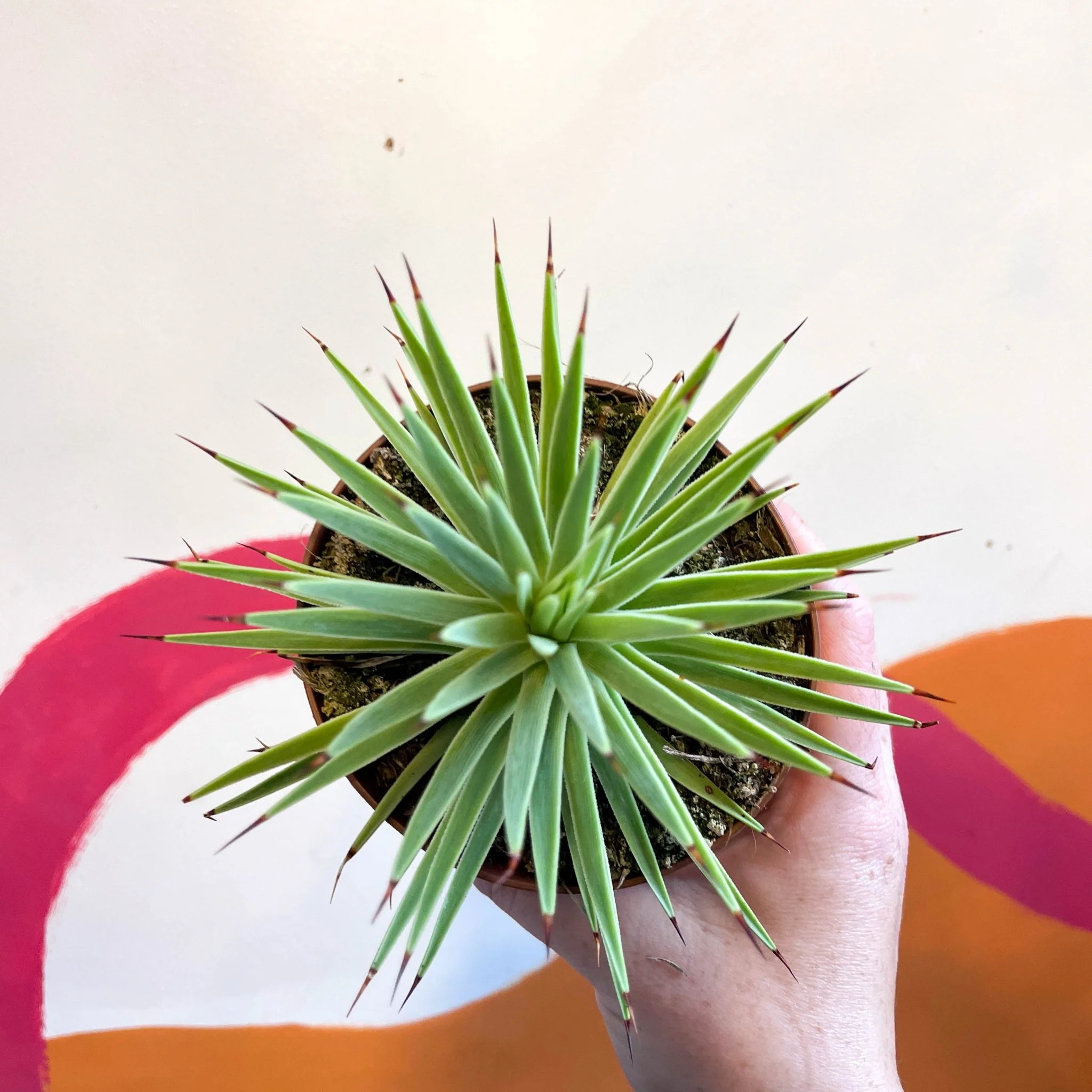 Agave stricta 'Nana' - Image 4