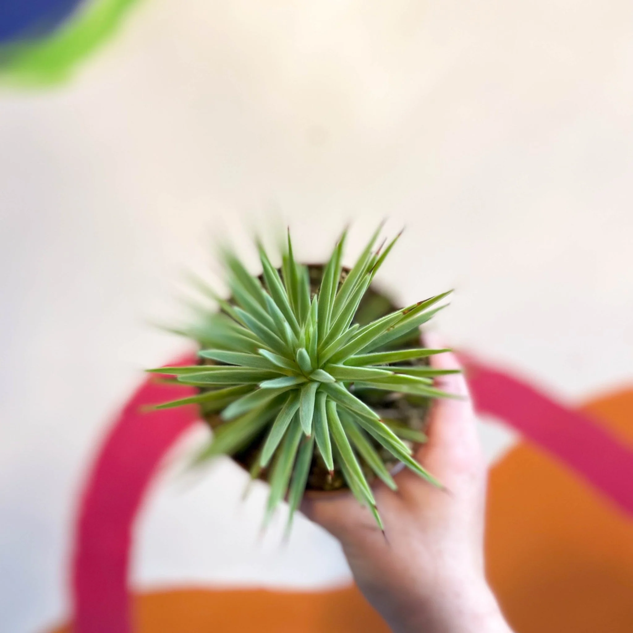 Agave stricta 'Nana' - Image 5
