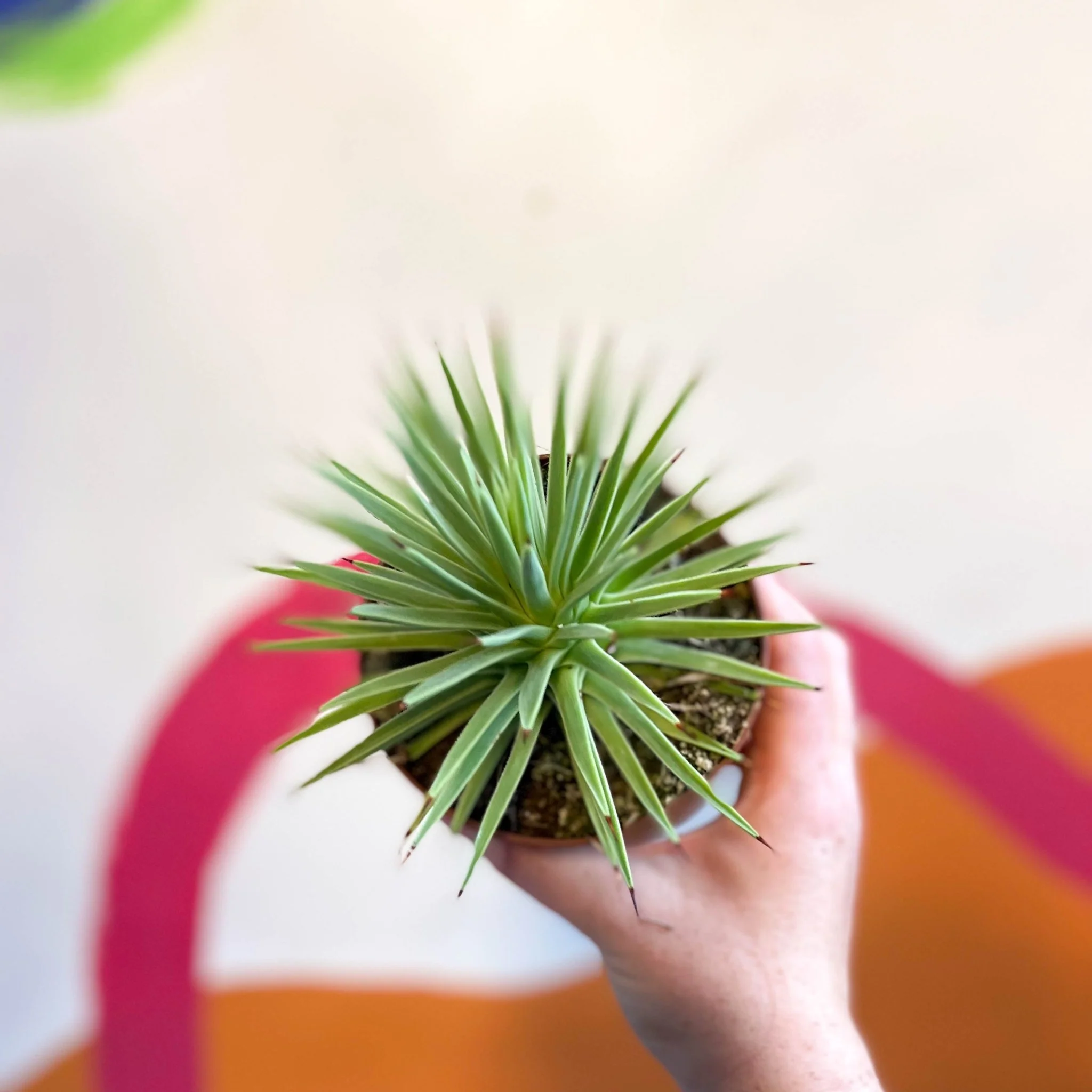 Agave stricta 'Nana' - Image 6