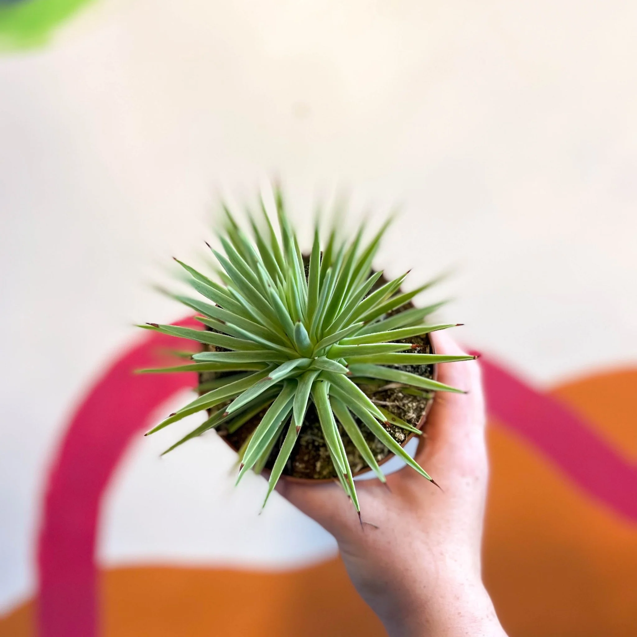 Agave stricta 'Nana' - Image 7