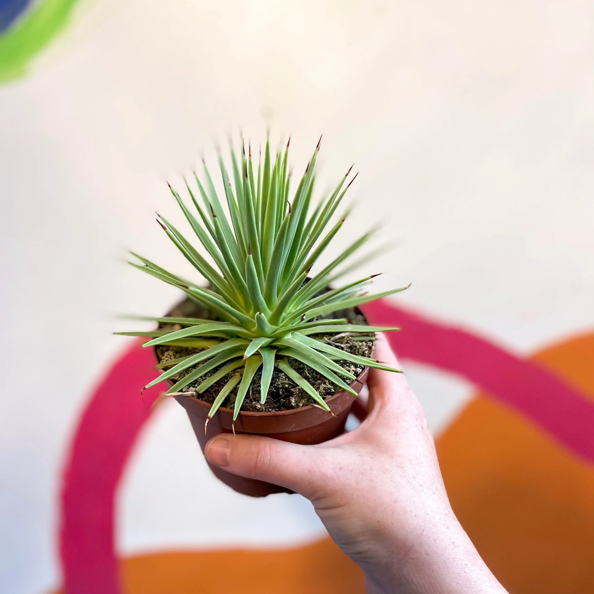 Agave stricta 'Nana' - Image 8