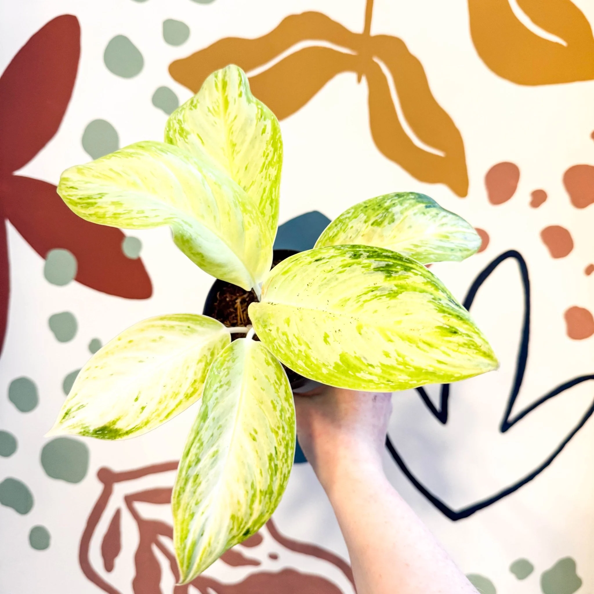 Aglaonema 'Citronelle' - Chinese Evergreen