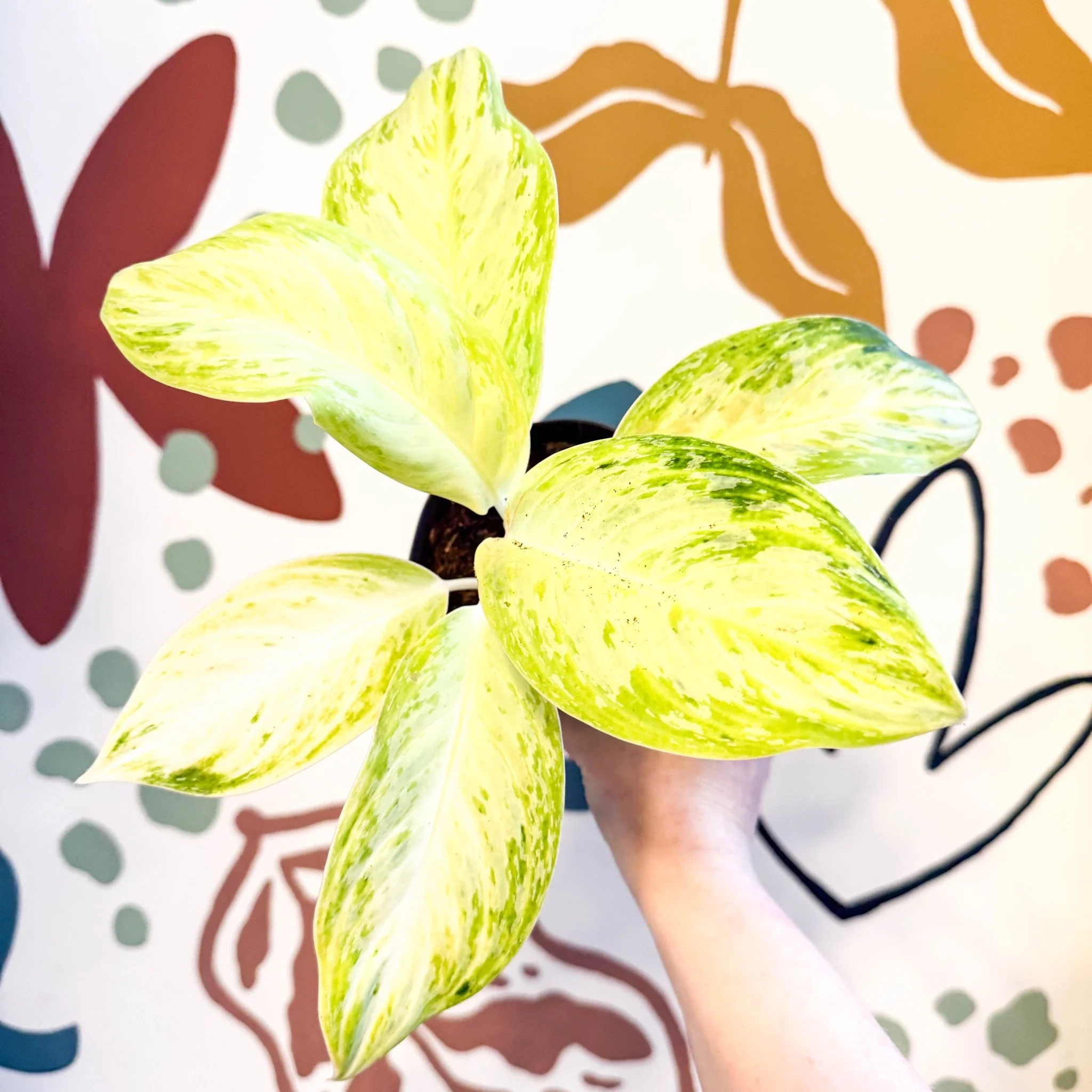 Aglaonema 'Citronelle' - Chinese Evergreen - Image 2