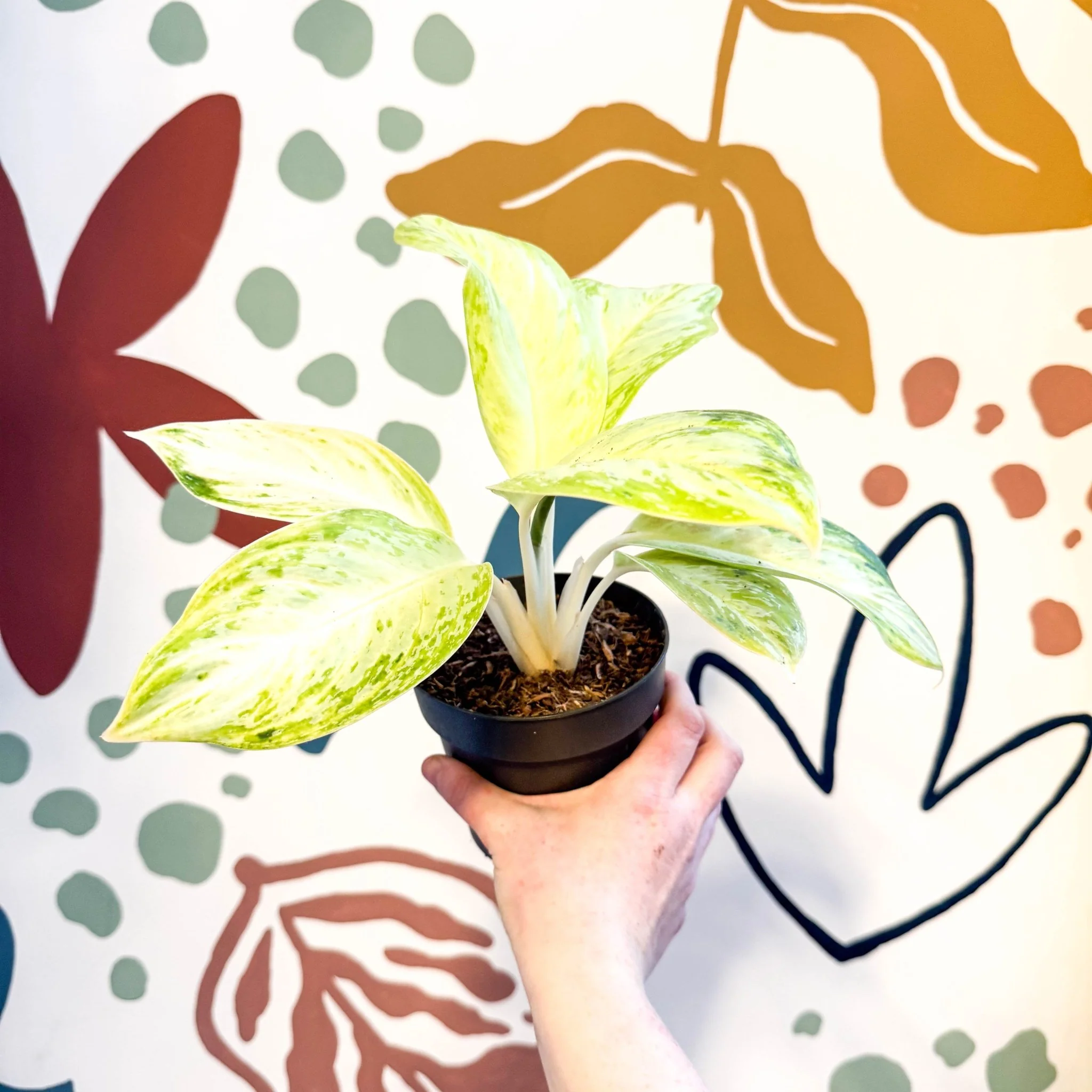 Aglaonema 'Citronelle' - Chinese Evergreen - Image 3