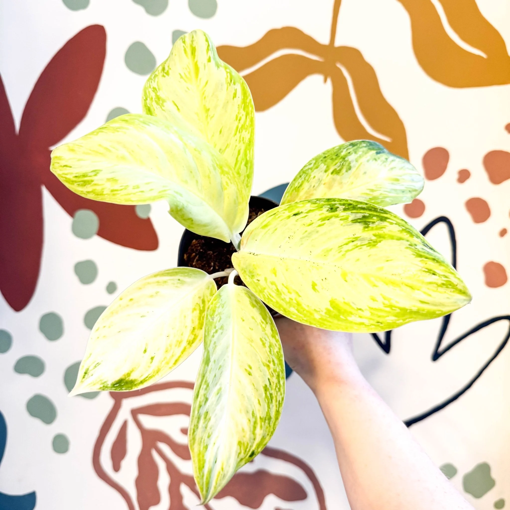 Aglaonema 'Citronelle' - Chinese Evergreen - Image 4