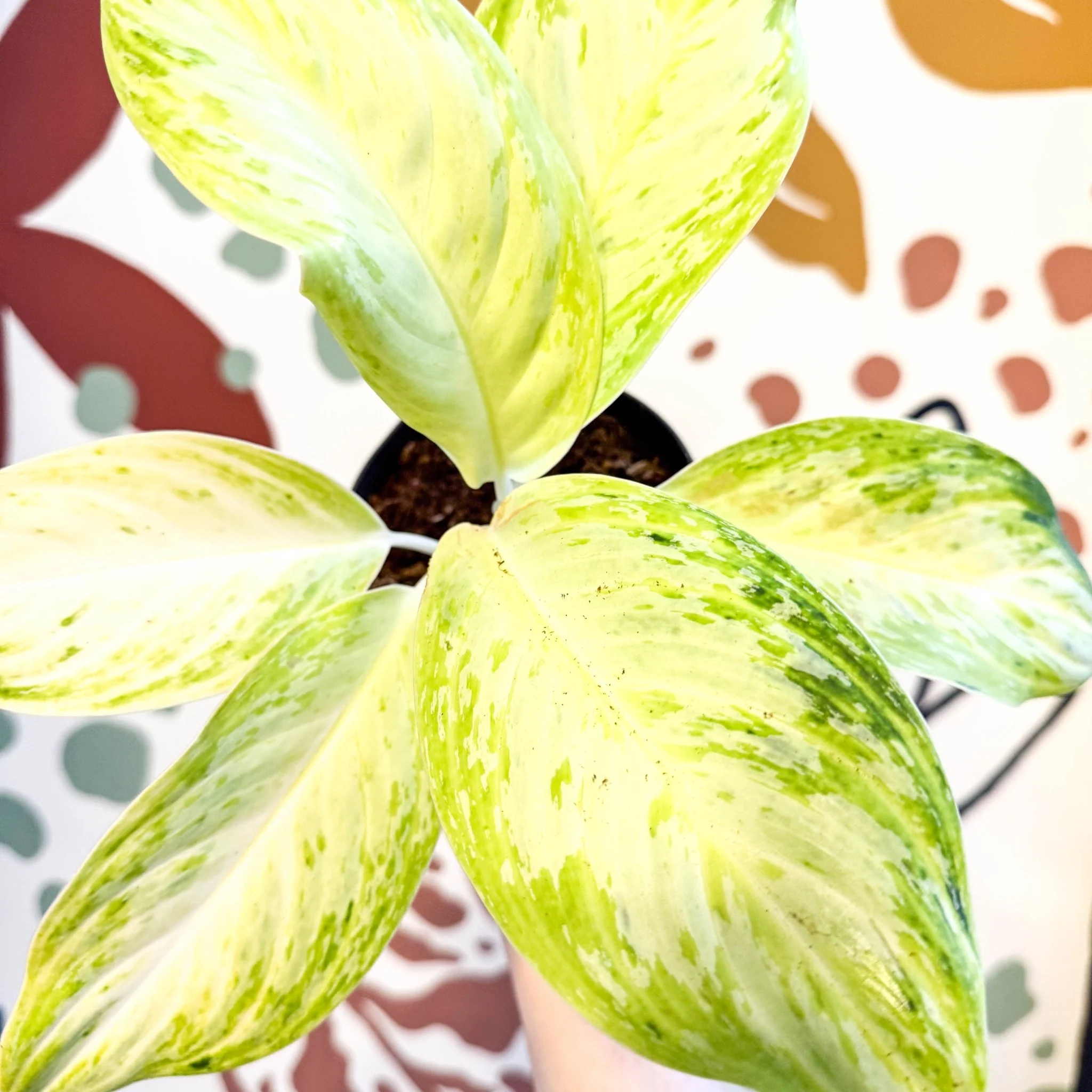 Aglaonema 'Citronelle' - Chinese Evergreen - Image 5