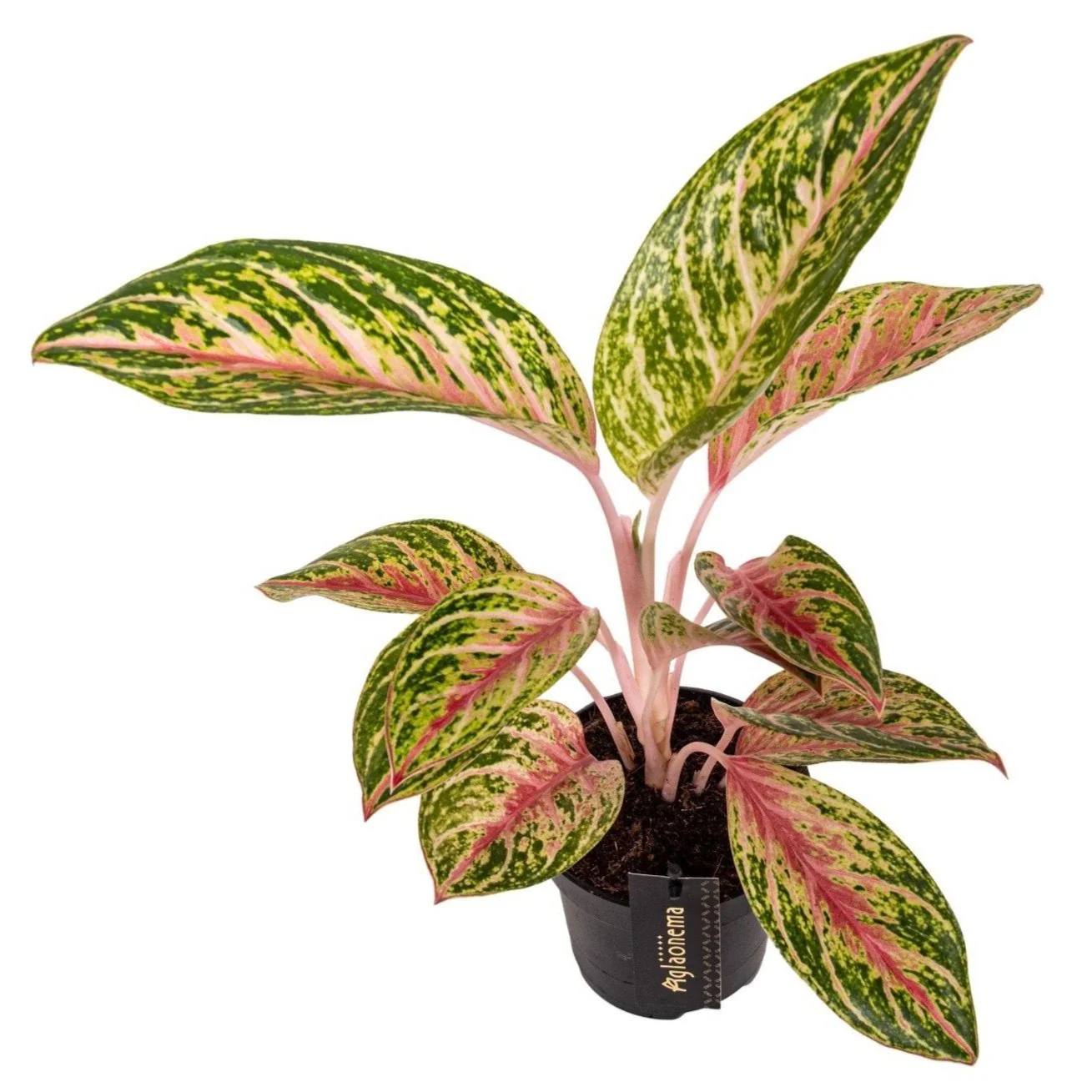 Aglaonema 'Coco Melon' - Chinese Evergreen