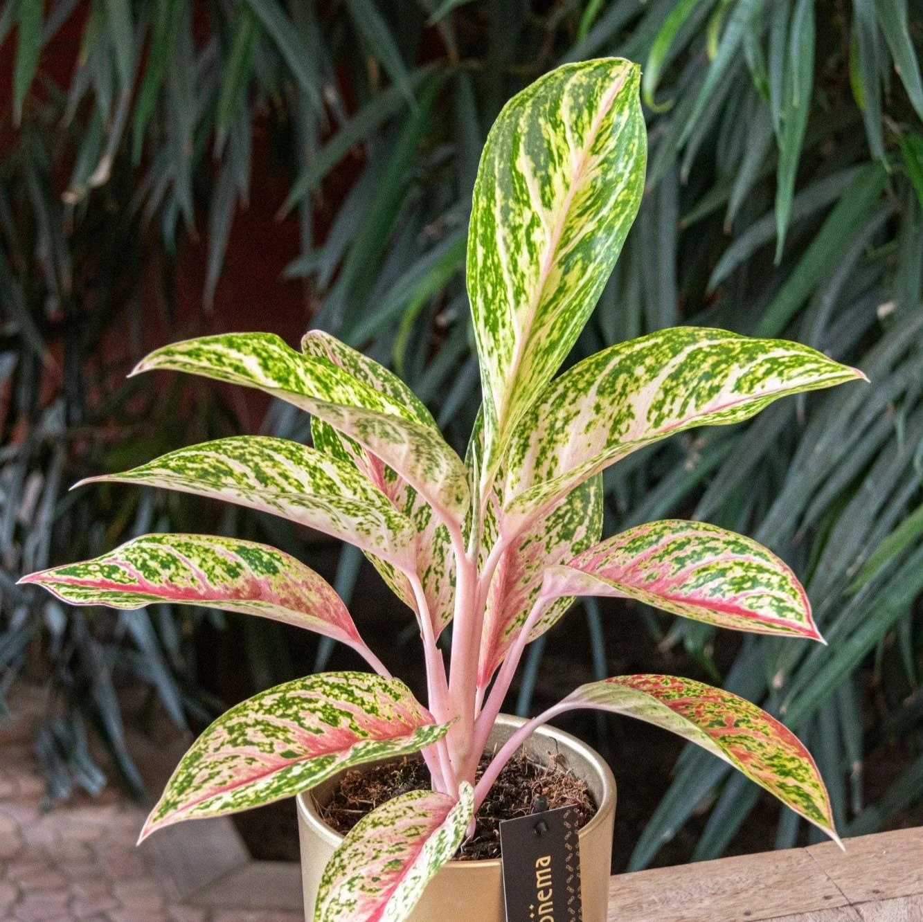 Aglaonema 'Coco Melon' - Chinese Evergreen - Image 2