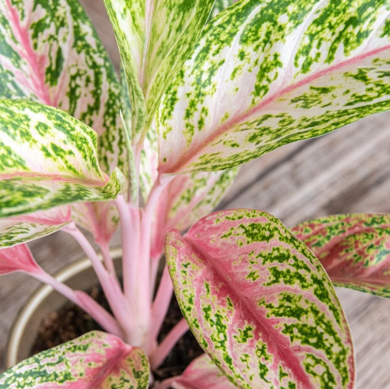 Aglaonema 'Coco Melon' - Chinese Evergreen - Image 3